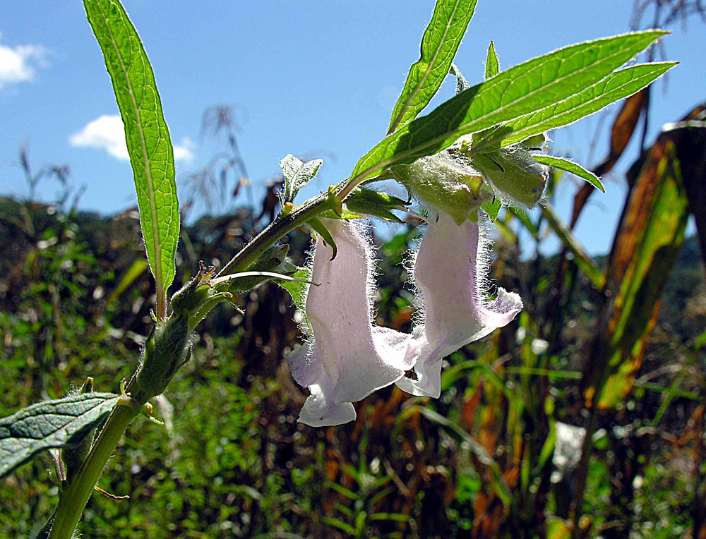 Sesamum indicum, source of sesame oil and seeds.