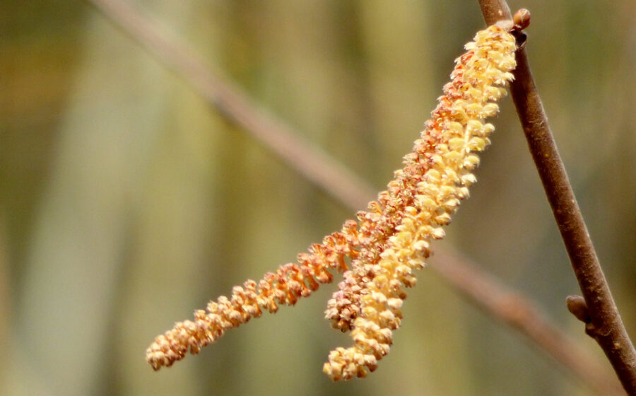 Corylus avellana-flores masculinas- (III)
