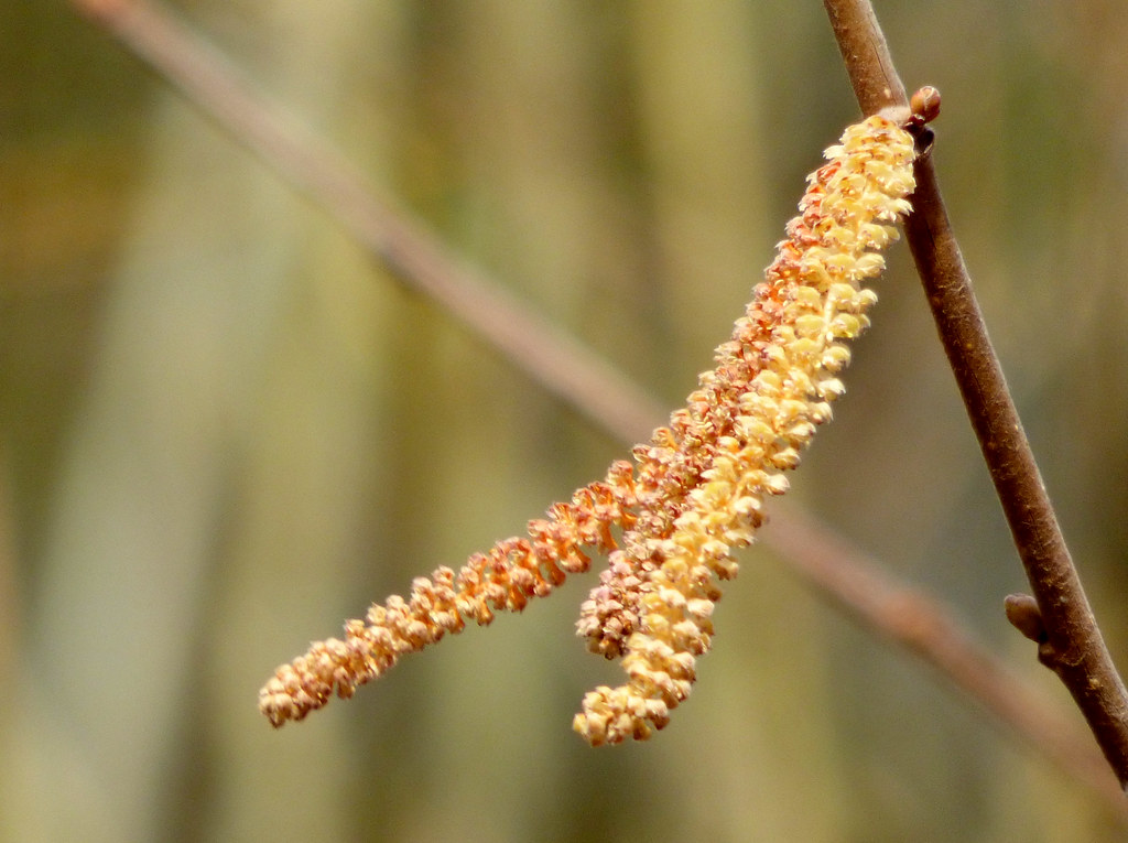 Corylus avellana-flores masculinas- (III)