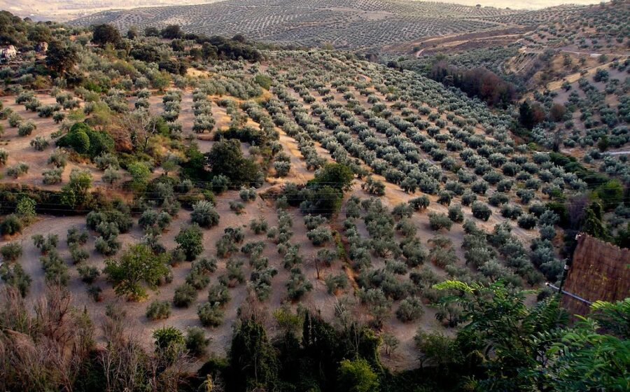Olive Grove in Andalusia