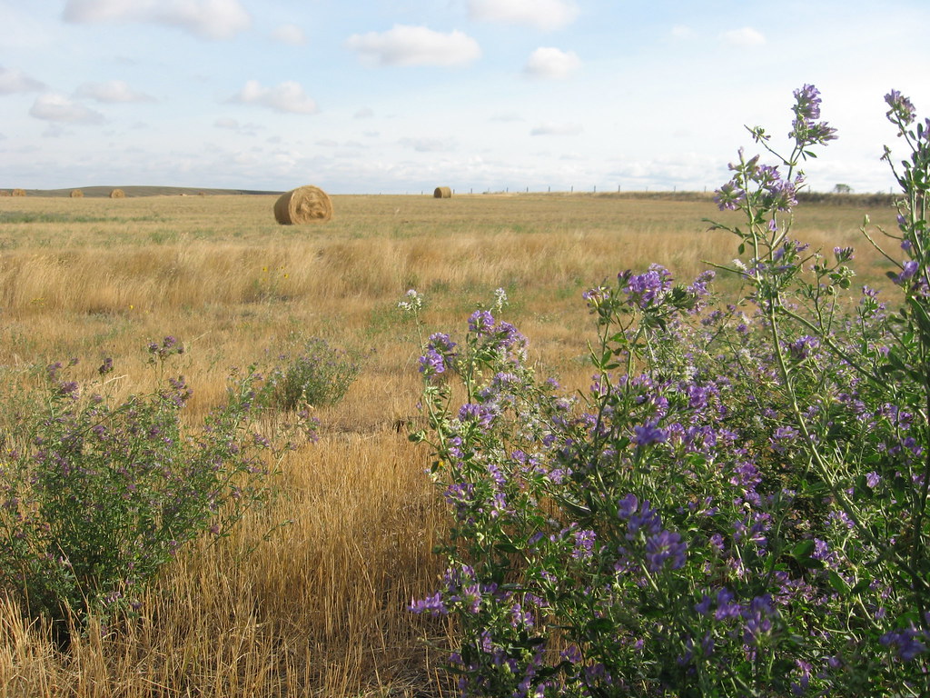 Saskatchewan field in August, Alfalfa Medicago sativa