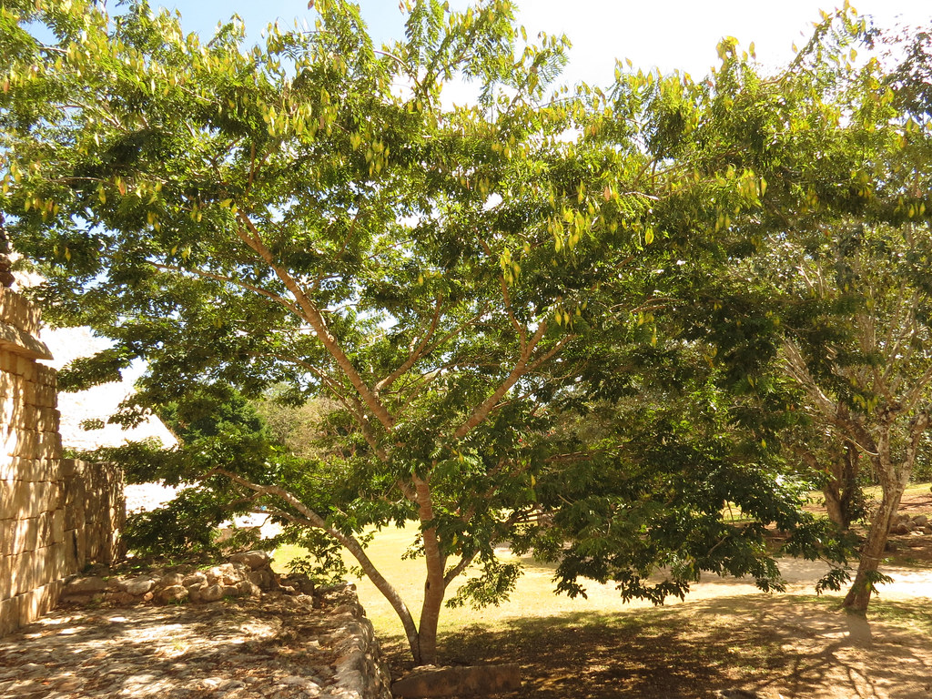 Lancepod Tree