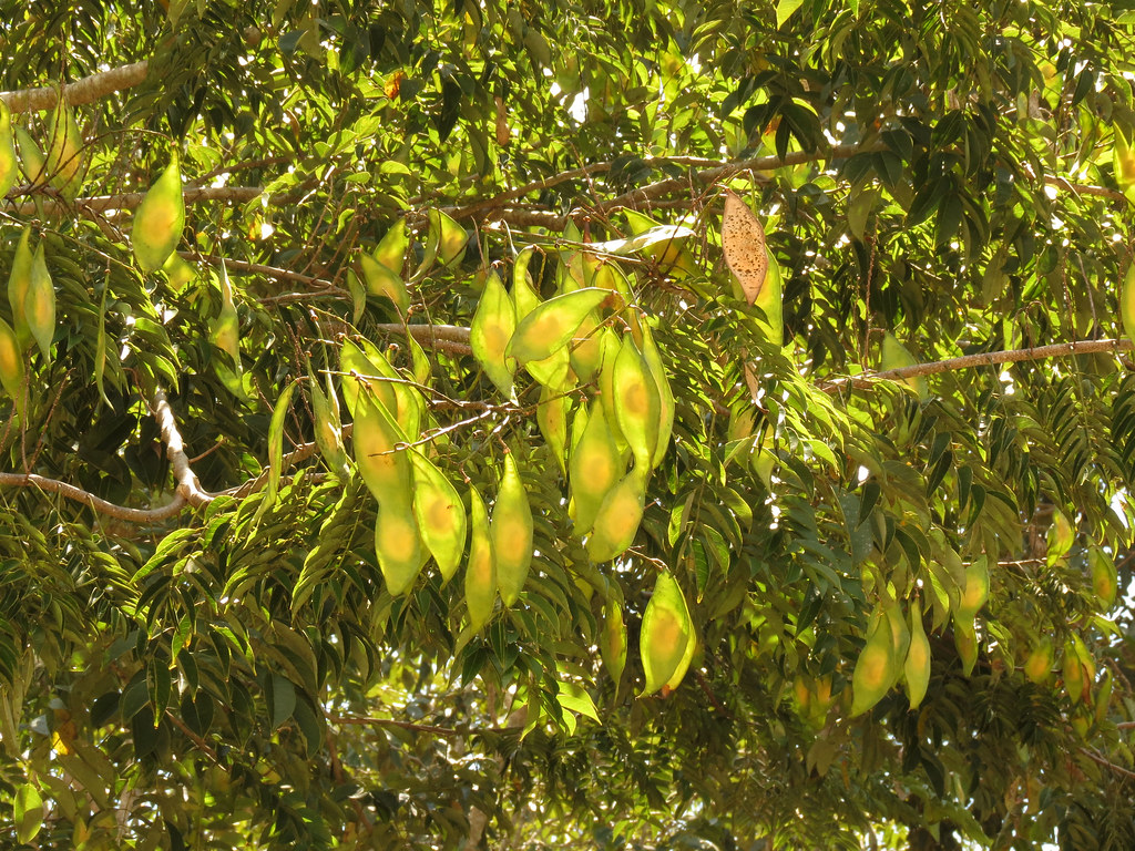 Lancepod Tree