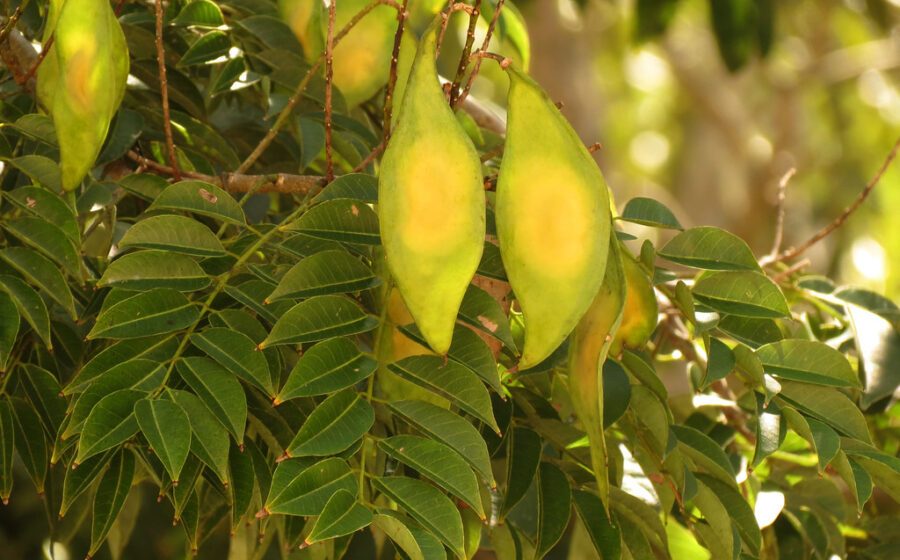 Lancepod Tree
