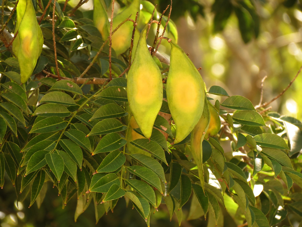 Lancepod Tree