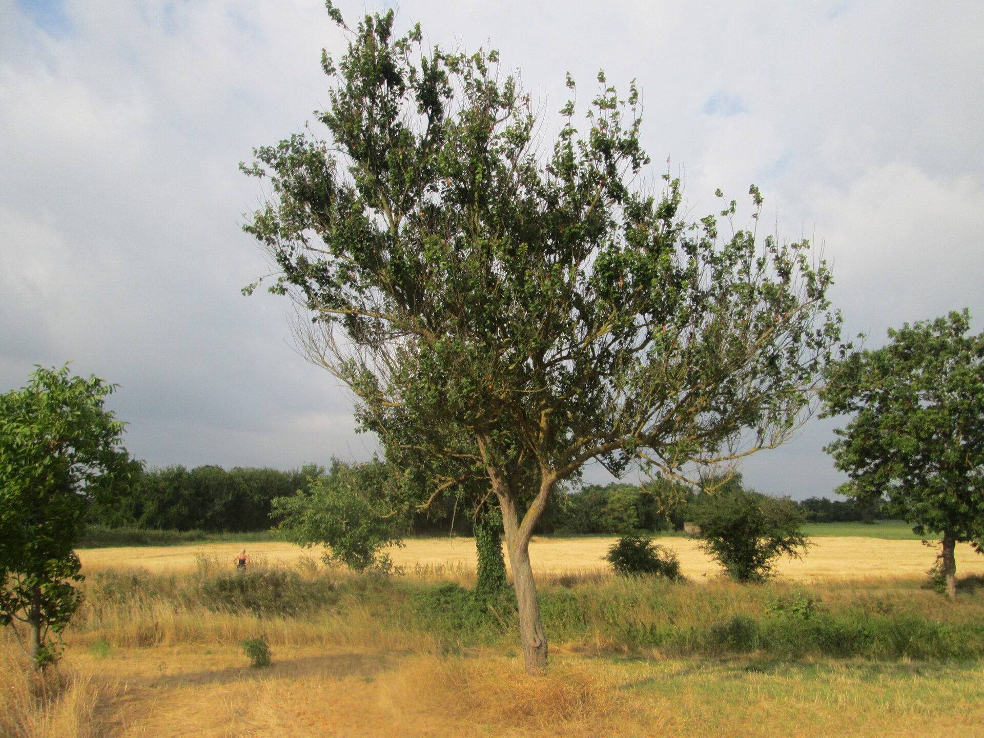 Aprikose (Prunus armeniaca) auf einer ehemaligen Streuobstwiese in Hockenheim