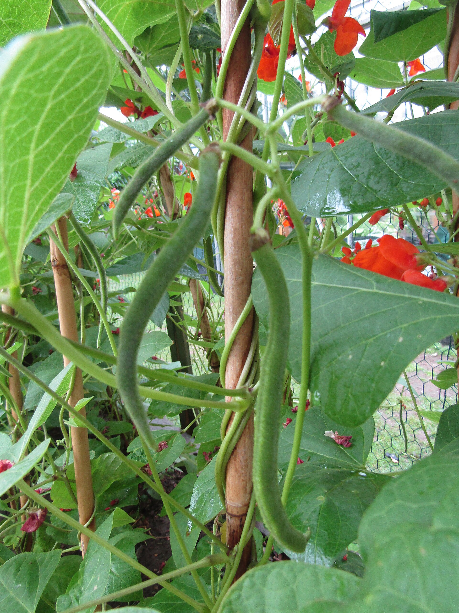 Runner bean plants (Phaseolus coccineus) growing in a garden in the village of Trimingham, Norfolk, England.