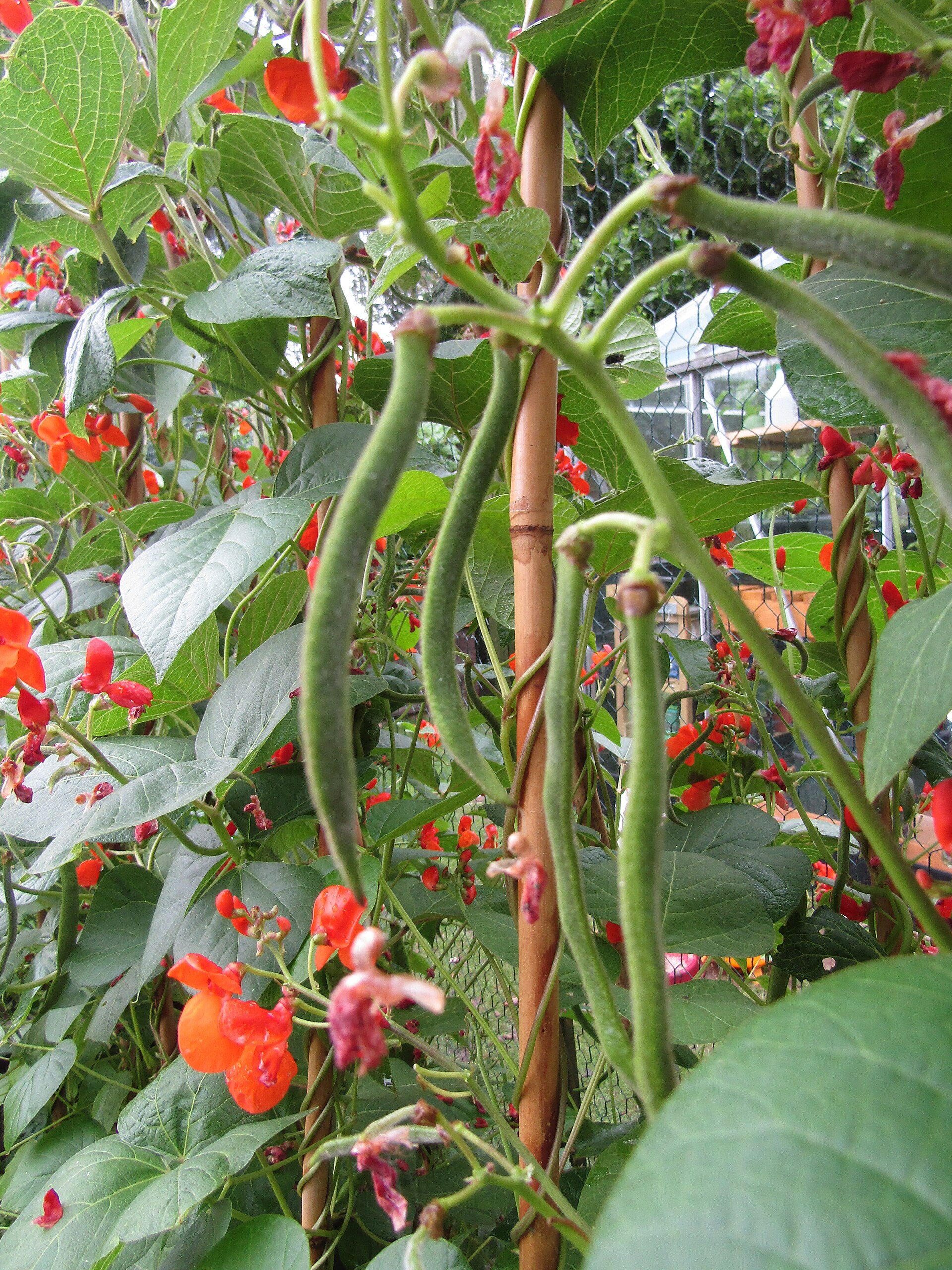 Runner bean plants (Phaseolus coccineus) growing in a garden in the village of Trimingham, Norfolk, England.