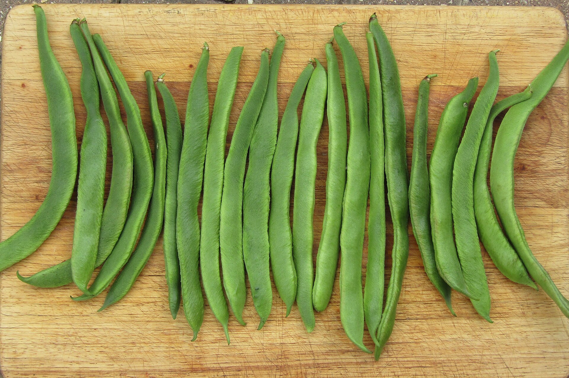 A harvest of Runner bean (Phaseolus coccineus) grow in a garden in the village of Trimingham, Norfolk, England.