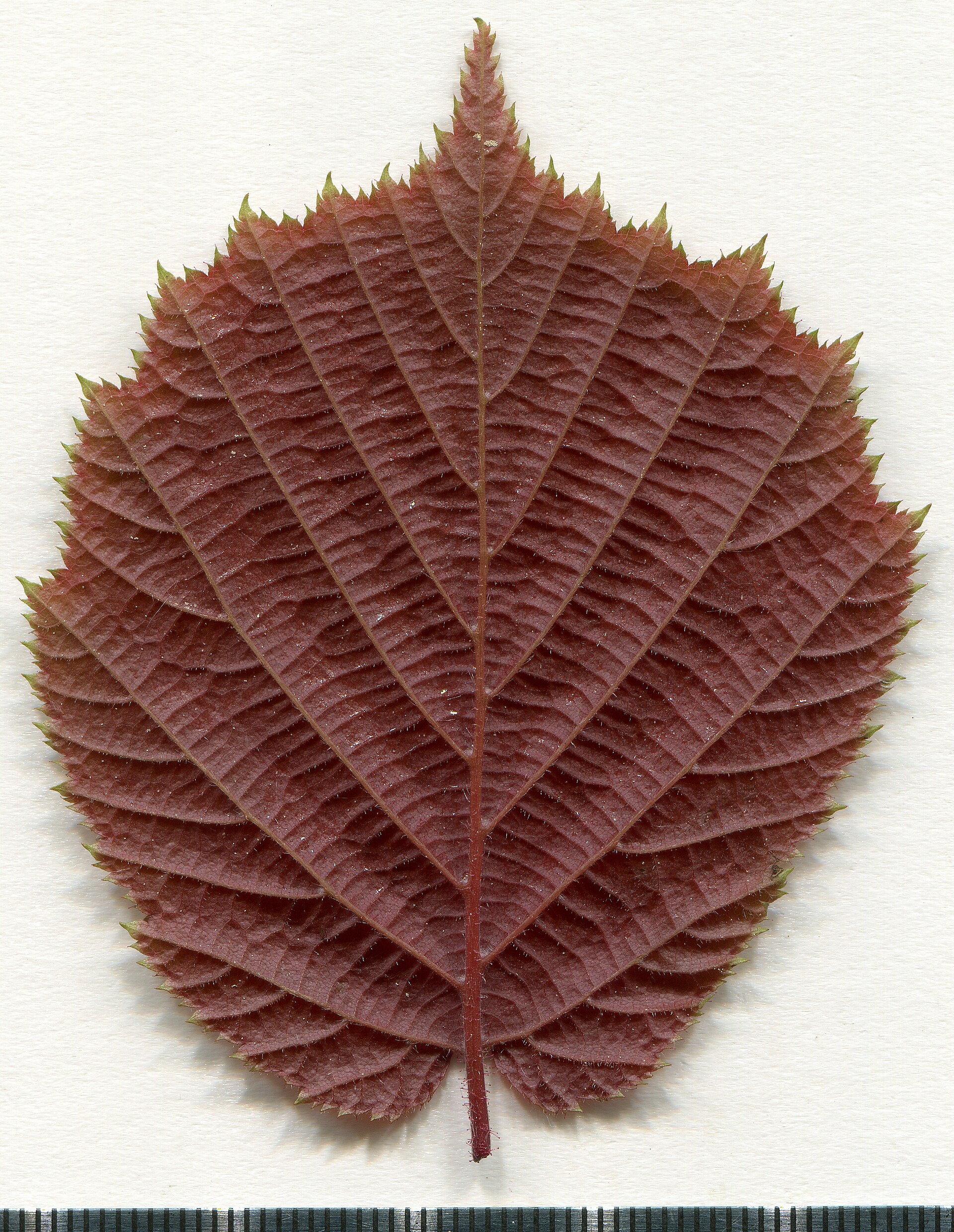 Corylus avellana. Leaf abaxial side. Herbarium of the city Elektrostal Moscow Oblast, 2020 year. Created by scanography. Collection D.Makeev. Scale 1 unit = 1 mm. These are original colors. Please do not make edit.