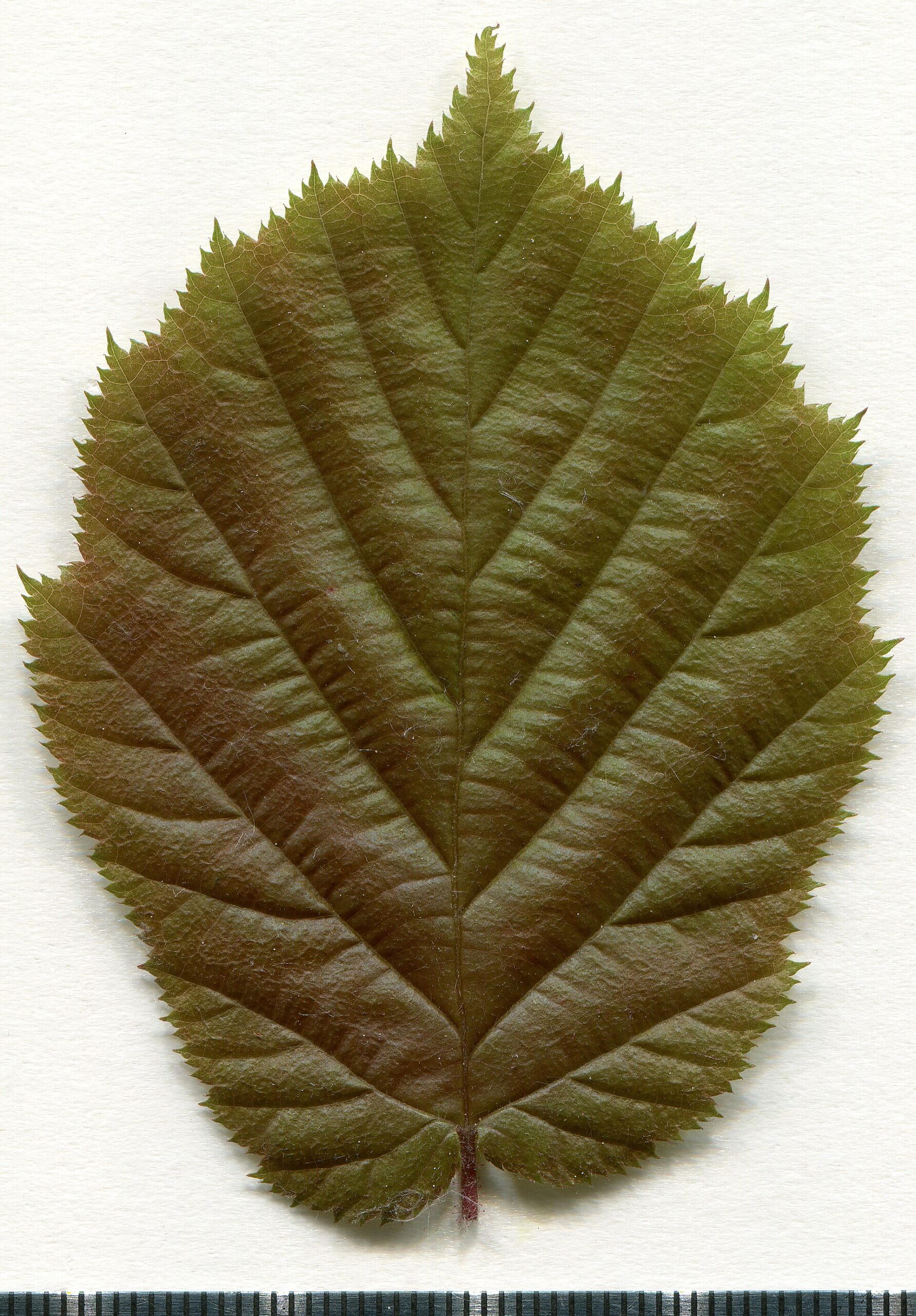 Corylus avellana. Leaf adaxial side. Herbarium of the city Elektrostal Moscow Oblast, 2020 year. Created by scanography. Collection D.Makeev. Scale 1 unit = 1 mm. These are original colors. Please do not make edit.