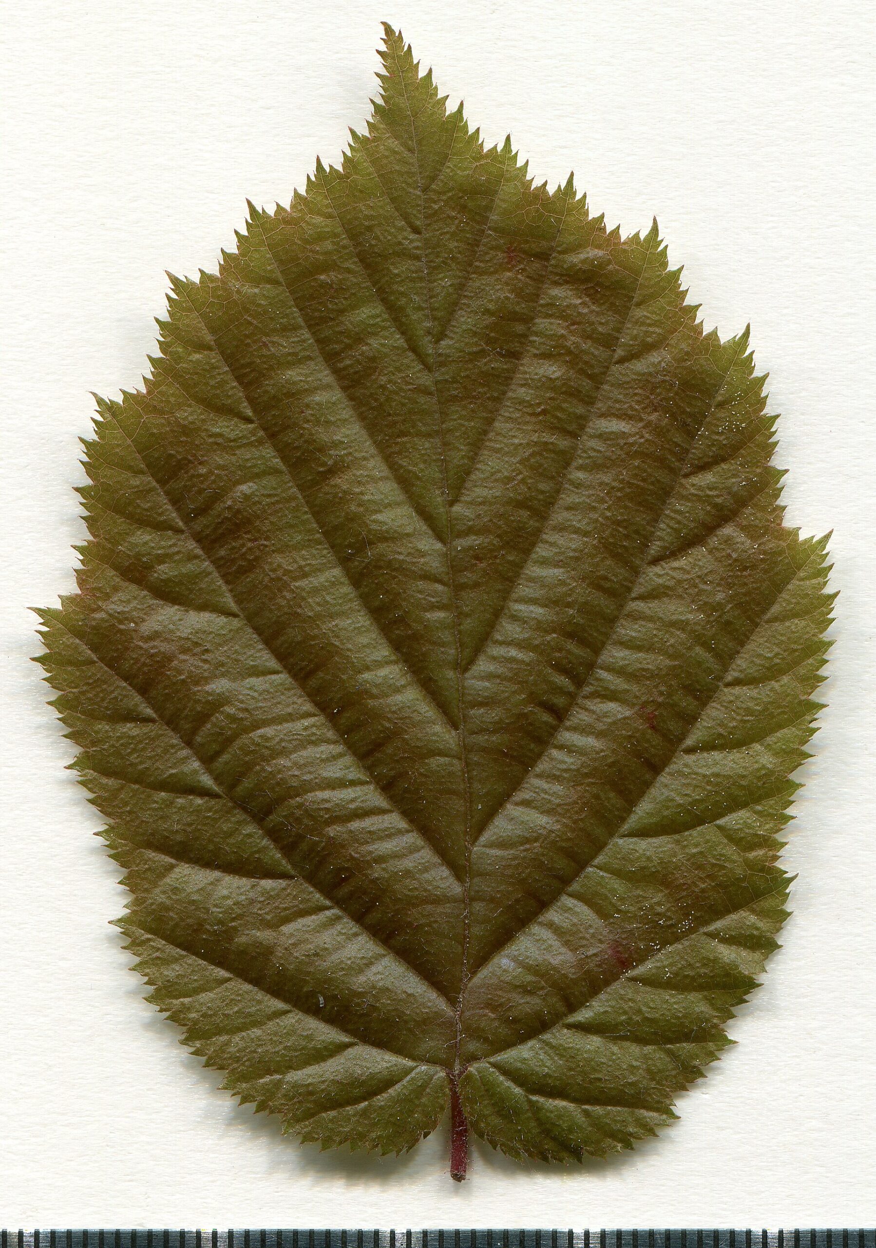 Corylus avellana. Leaf adaxial side. Herbarium of the city Elektrostal Moscow Oblast, 2020 year. Created by scanography. Collection D.Makeev. Scale 1 unit = 1 mm. These are original colors. Please do not make edit.