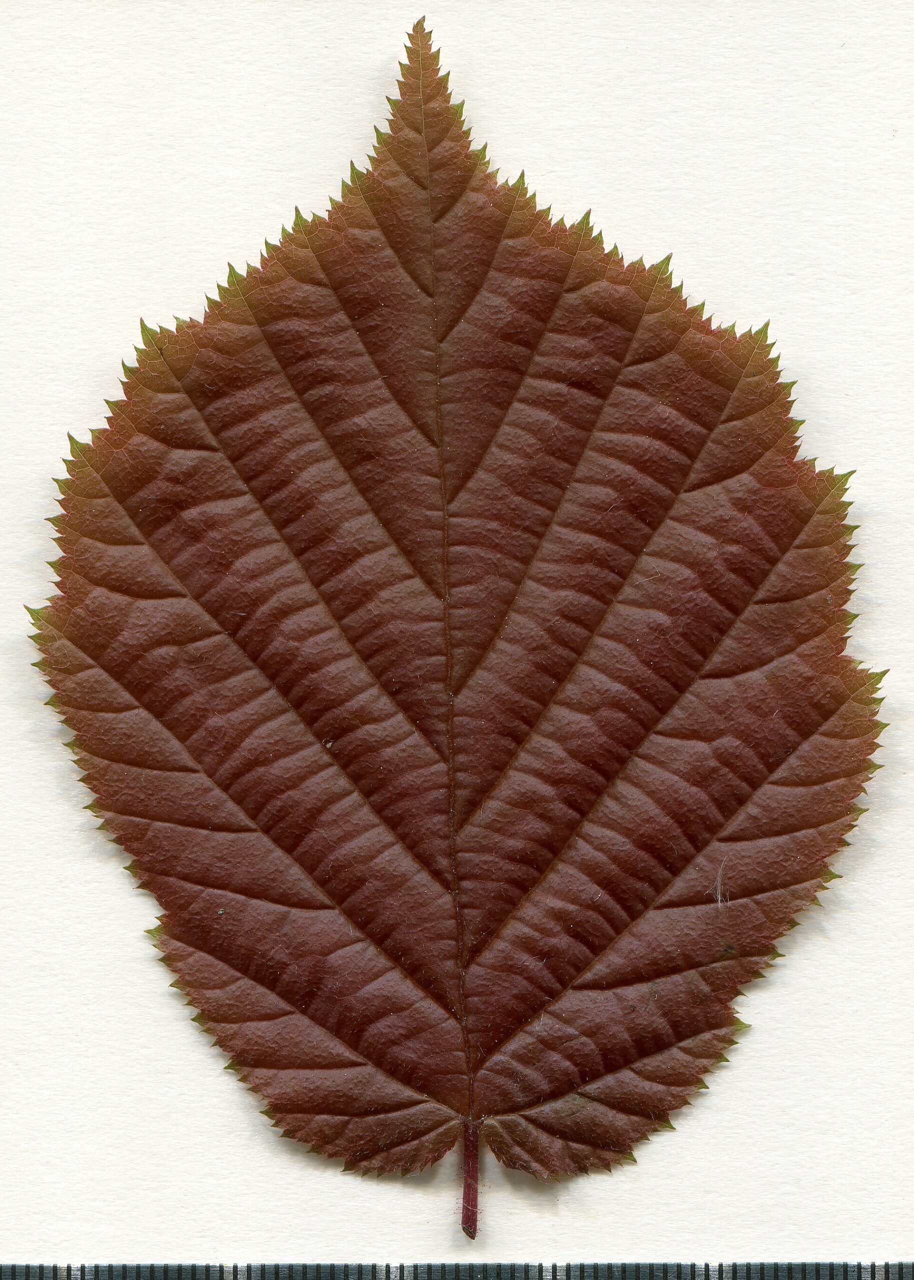 Corylus avellana. Leaf adaxial side. Herbarium of the city Elektrostal Moscow Oblast, 2020 year. Created by scanography. Collection D.Makeev. Scale 1 unit = 1 mm. These are original colors. Please do not make edit.