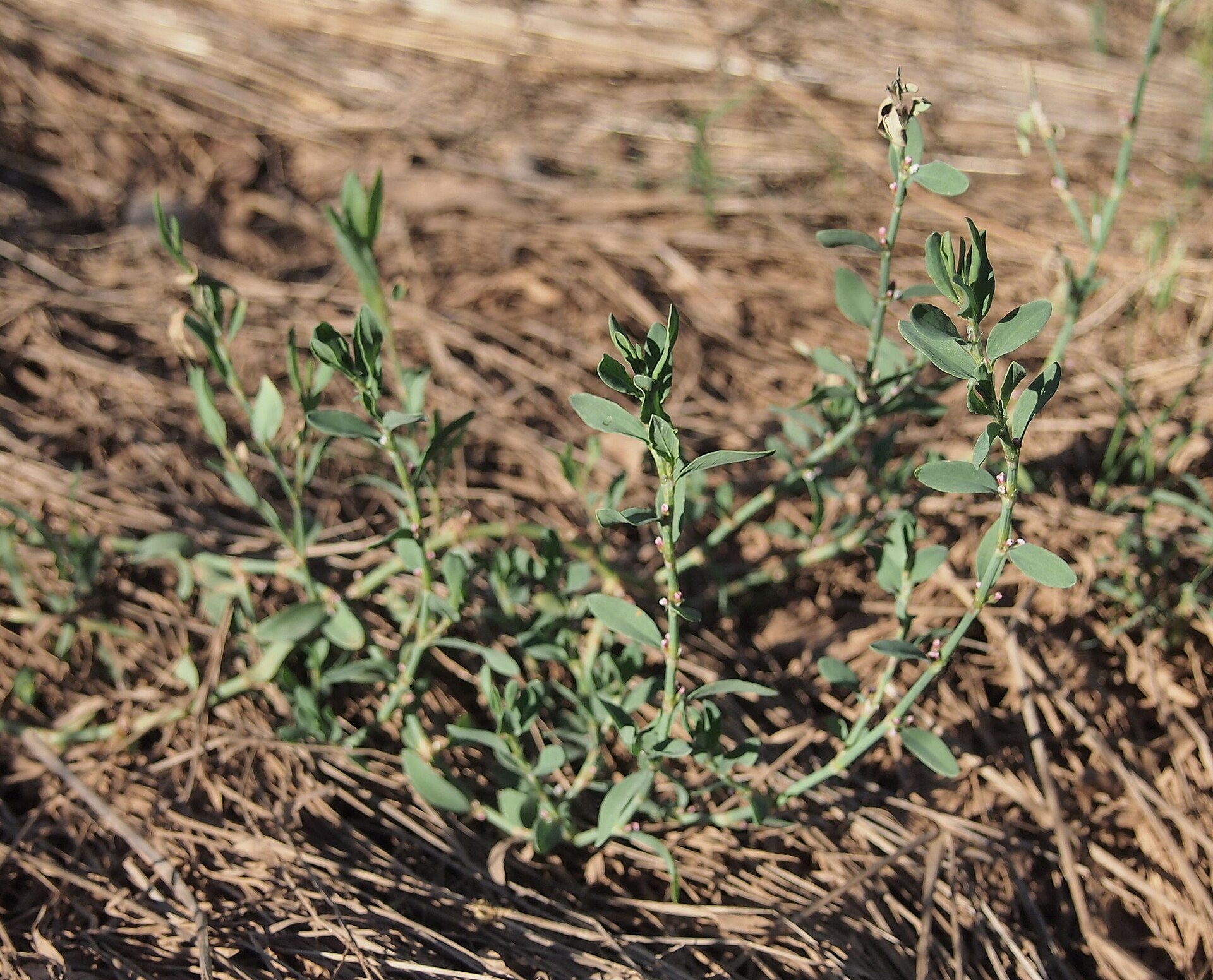 Polygonum aviculare habit