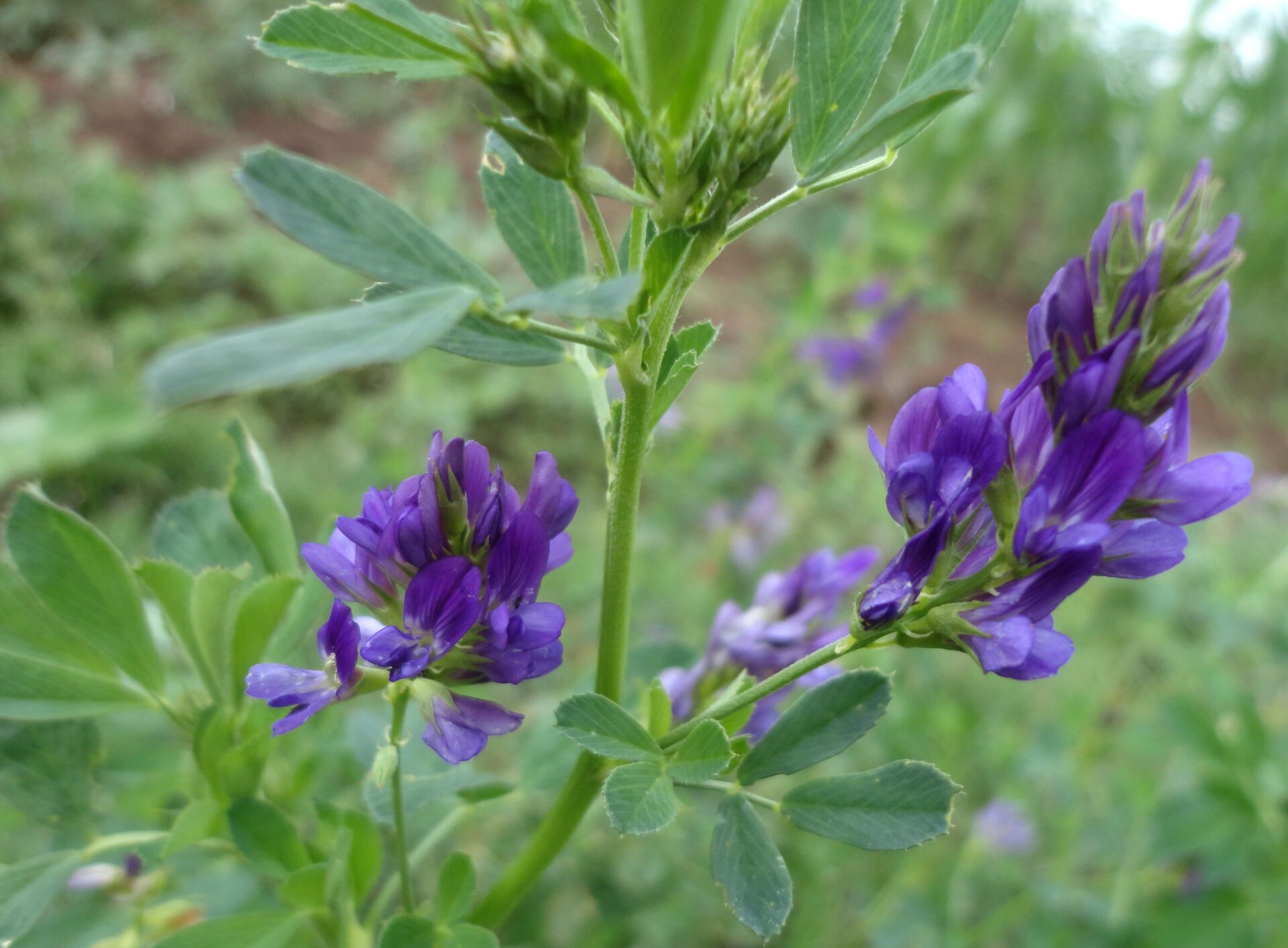 Flor de Medicago sativa (Familia: Fabaceae), alfalfa