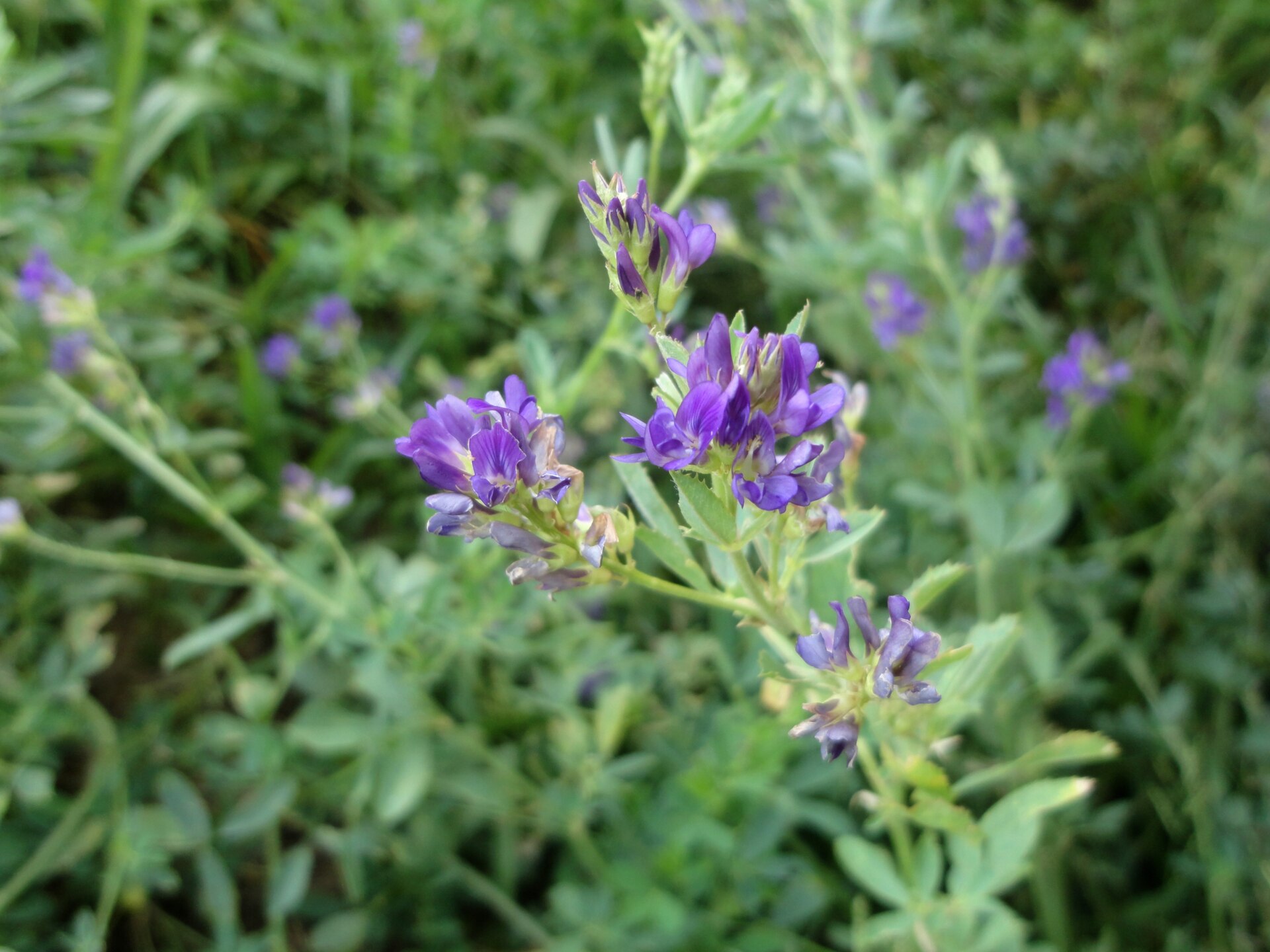 Flor de Flor de Medicago sativa (Familia: Fabaceae), alfalfa (Familia: Fabaceae), alfalfa