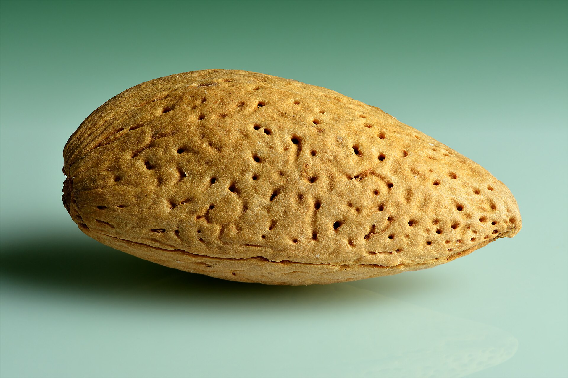 Almond (Prunus dulcis) shell (endocarp)