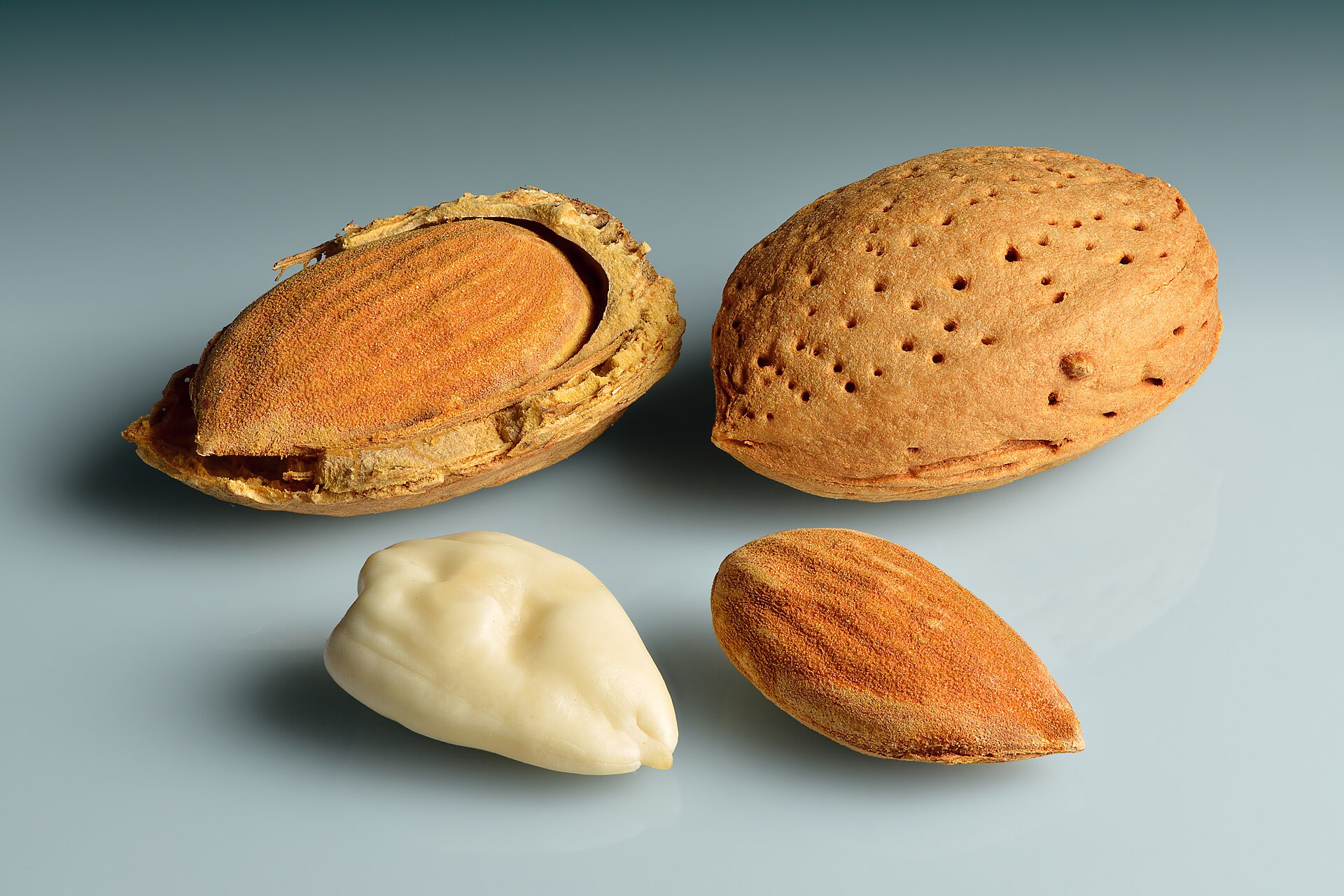 Almond (Prunus dulcis) fruit with seeds – in shell, shell cracked open, shelled and blanched seed