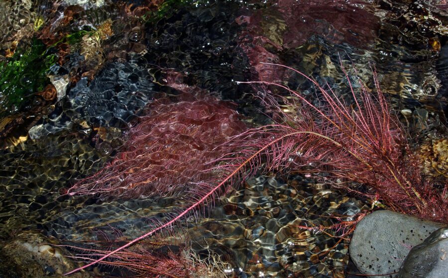 Underwater roots of Black Alder (Alnus glutinosa). River Cabrera, León (Spain)