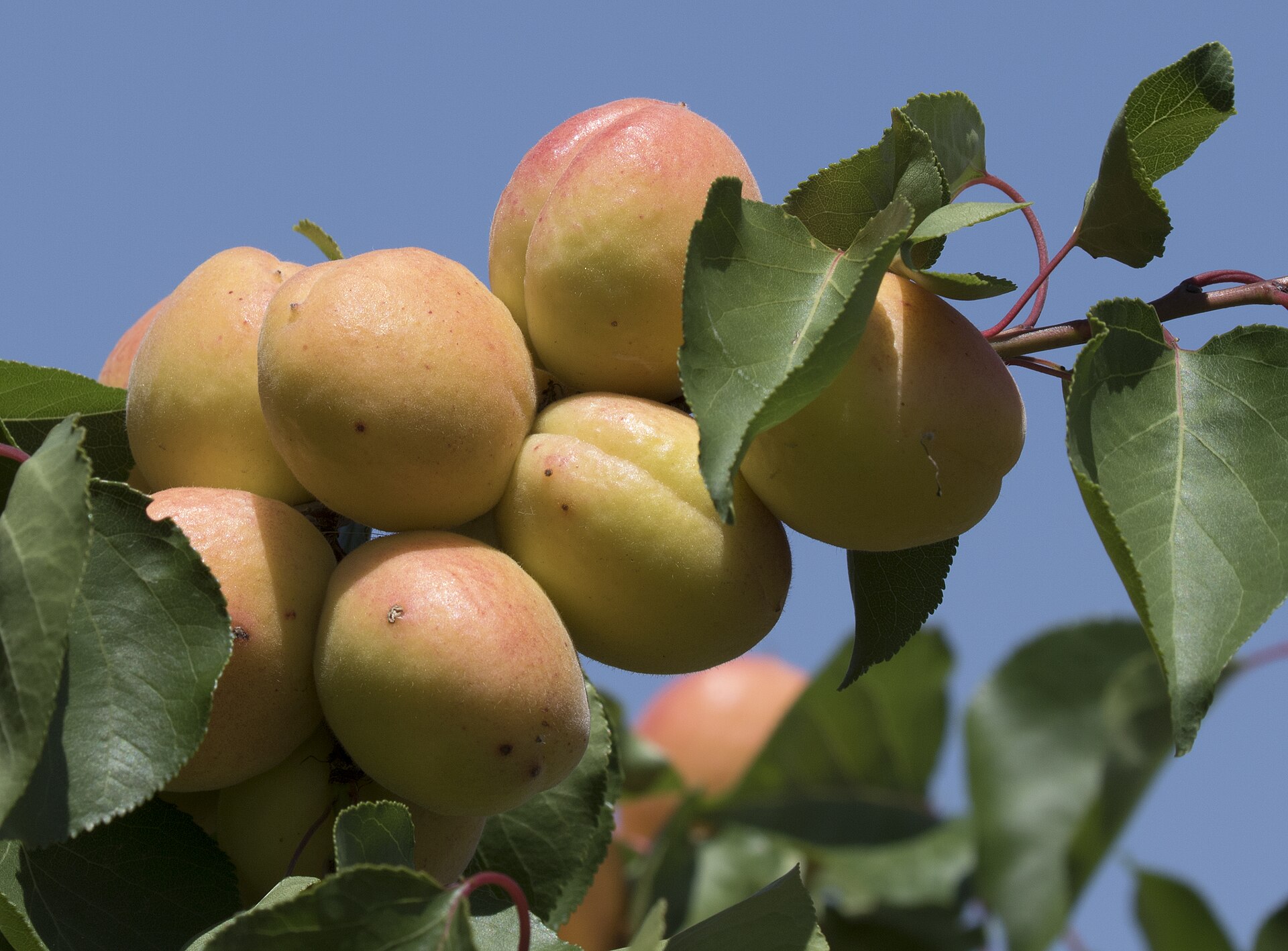 A cluster of fruits on a apricot tree (Prunus armeniaca var.) in Bademdere Village in Çamardı - Niğde, Turkey.