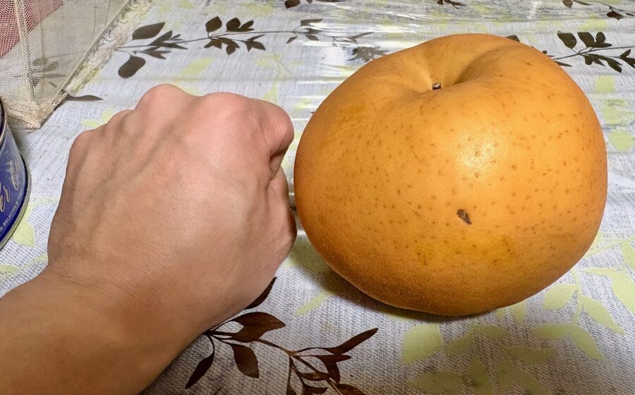 こぶし大の大きな梨。品種は「愛宕（あたご）」。