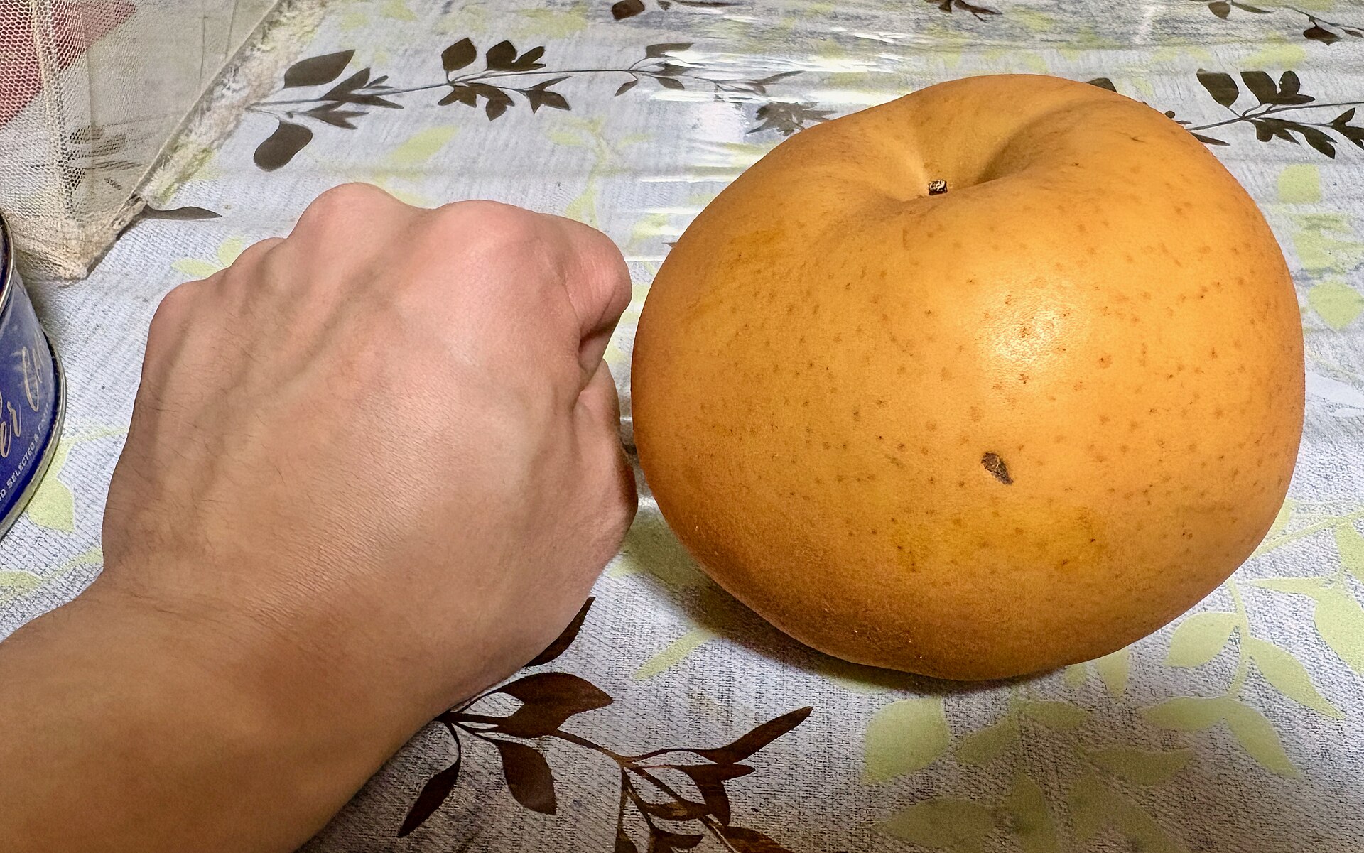 こぶし大の大きな梨。品種は「愛宕（あたご）」。