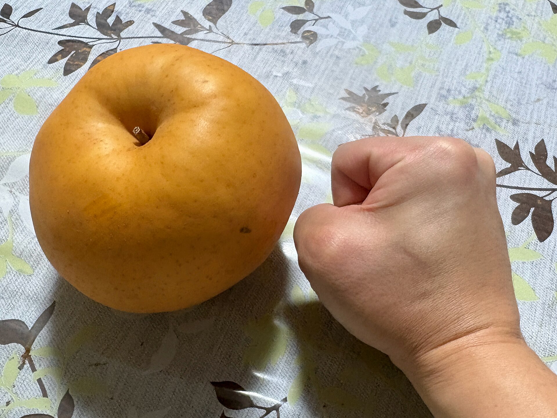 こぶし大の大きな梨。品種は「愛宕（あたご）」。