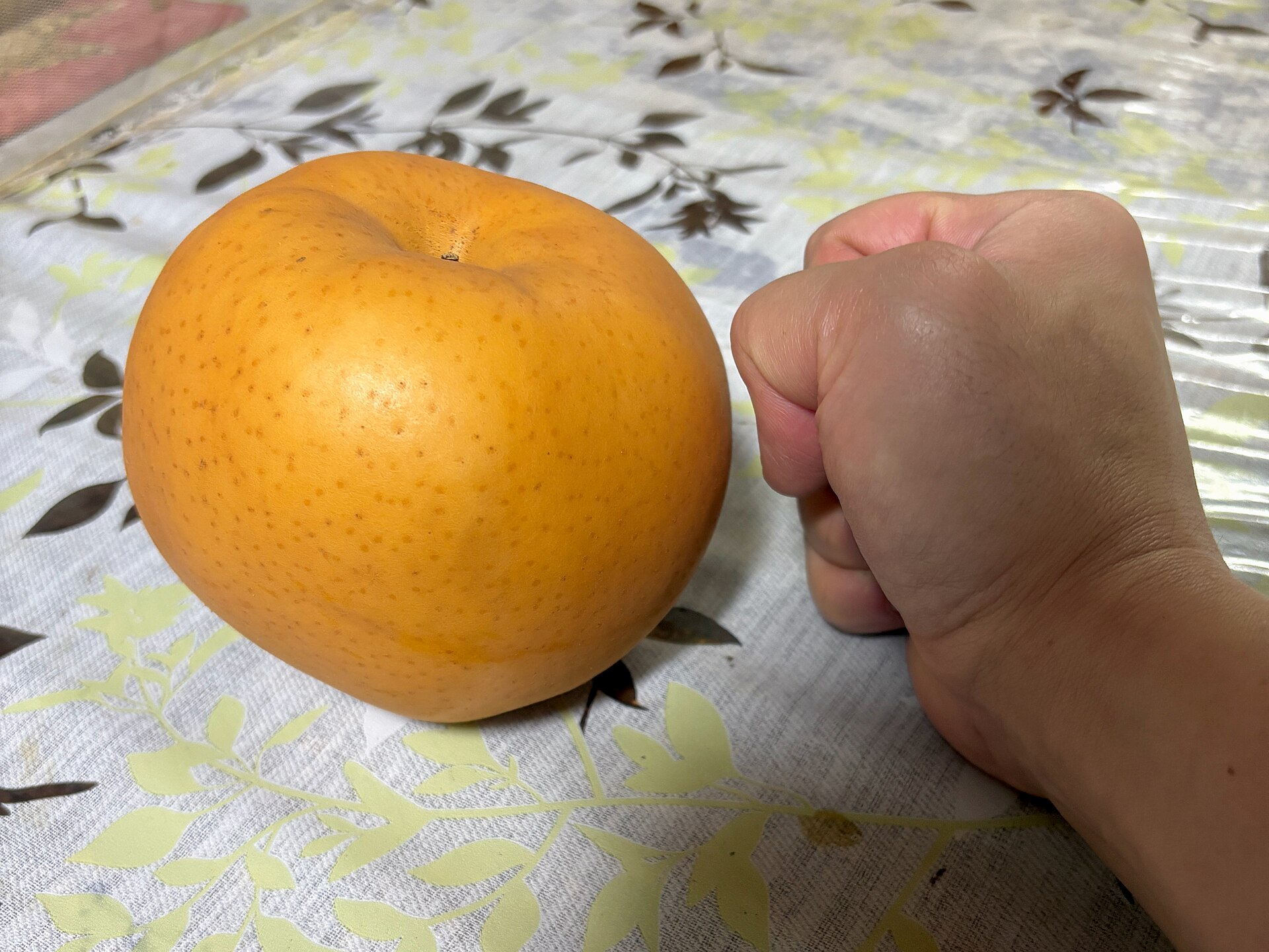 こぶし大の大きな梨。品種は「愛宕（あたご）」。
