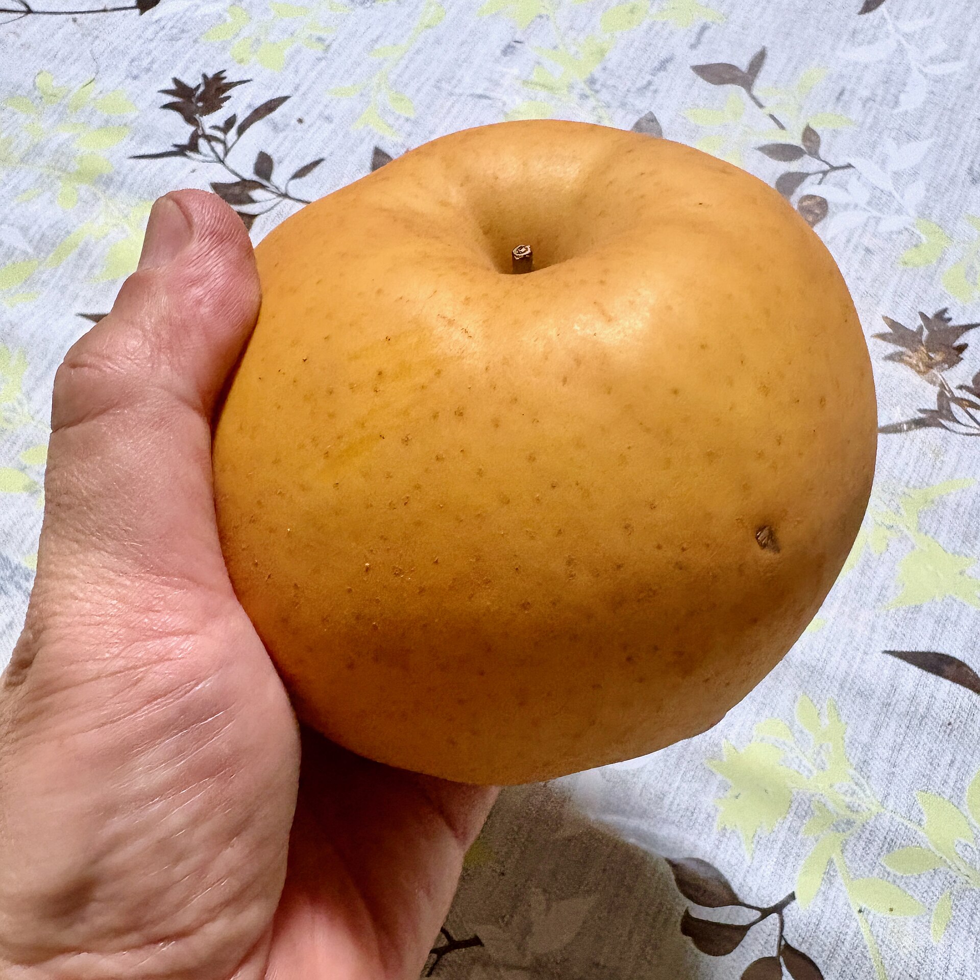 こぶし大の大きな梨。品種は「愛宕（あたご）」。