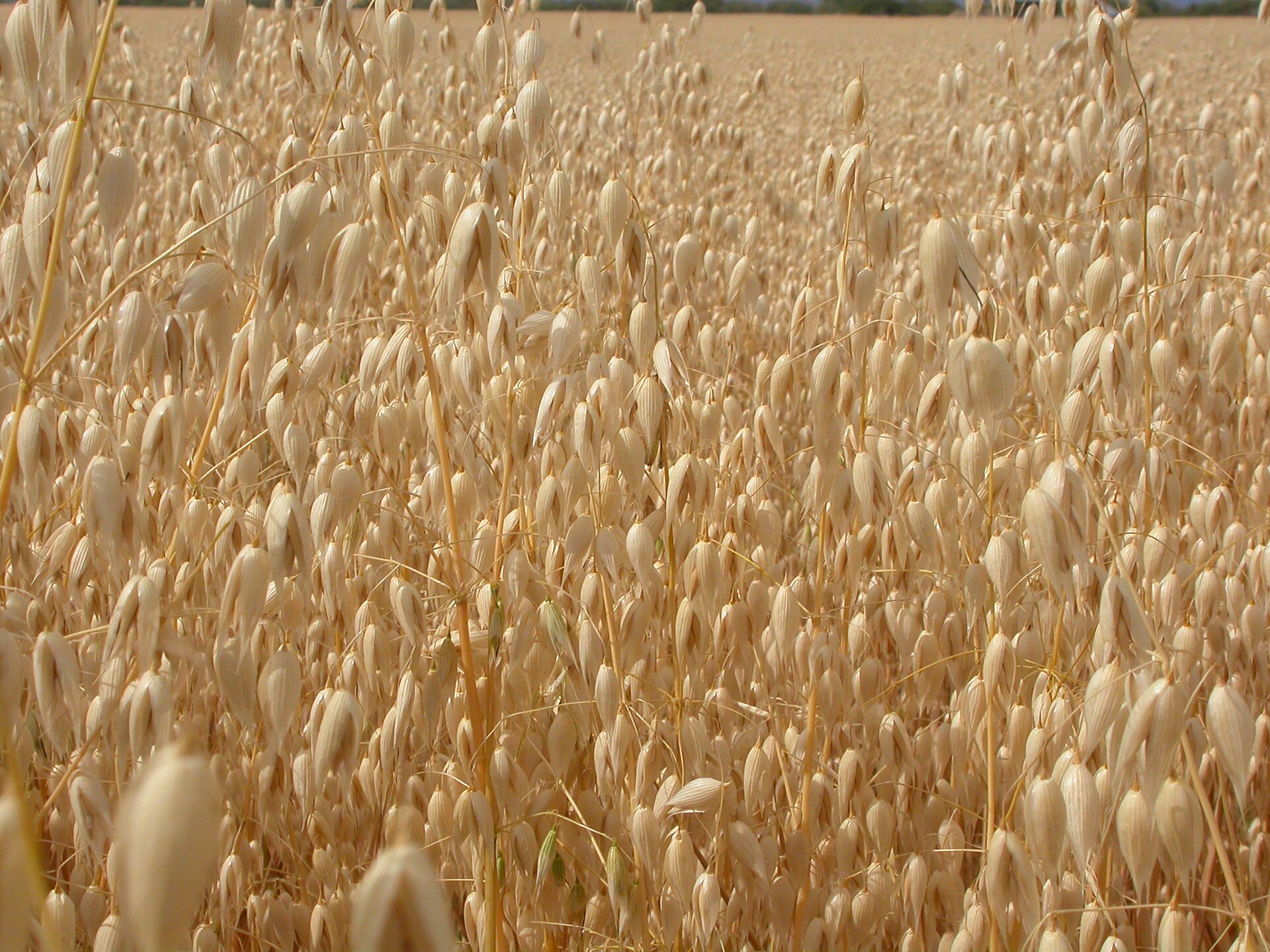 Cultivated oats are not common and can often be found escaped along roadsides and other similar settings.