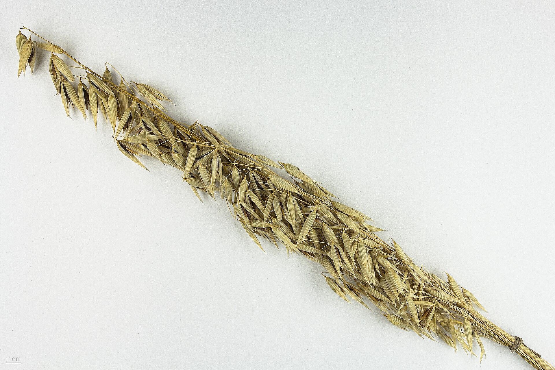 Avena sativa, seeds
