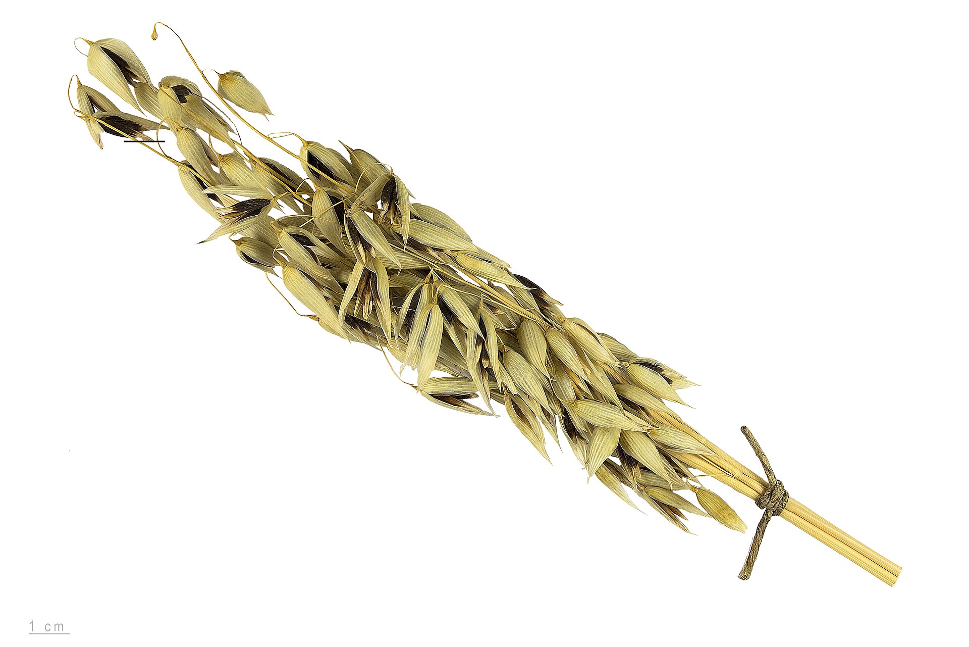 Avena sativa, oat, seeds