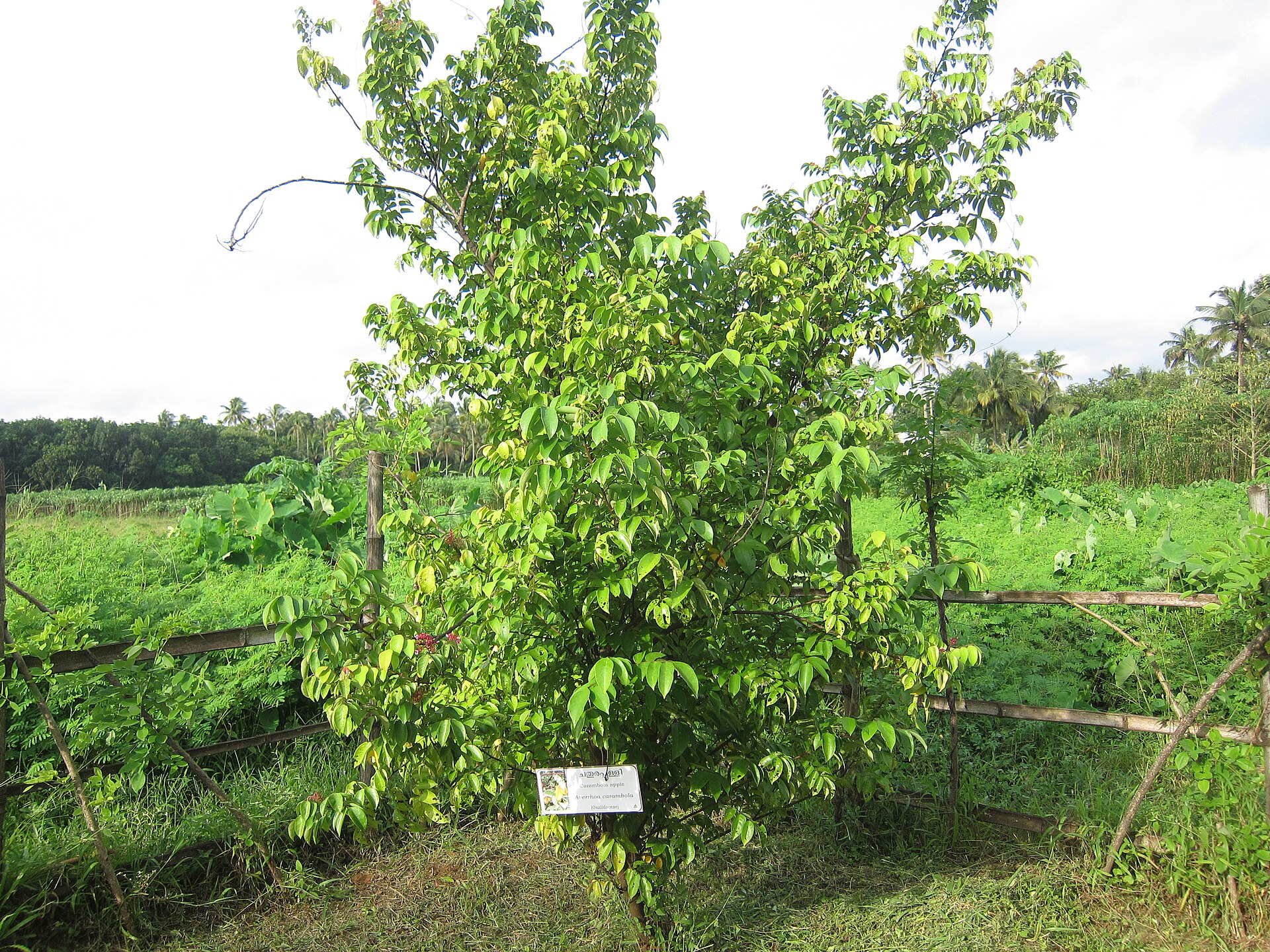ചതുരപ്പുളി - Averrhoa carambola തോടമ്പുളി, ആരംപുളി, കാചെമ്പുളി, നക്ഷത്രപ്പുളി, ആനയിലുമ്പൻപുളി, ആനയിലുമ്പി, വൈരപ്പുളി, ആനപ്പുളിഞ്ചി. മധുരപ്പുളിഞ്ചി, കാരകമ്പോള