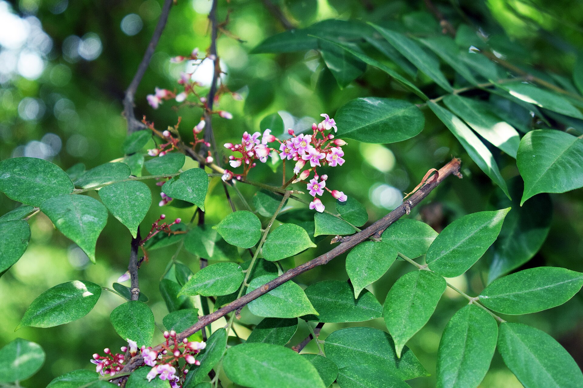 Averrhoa carambola
