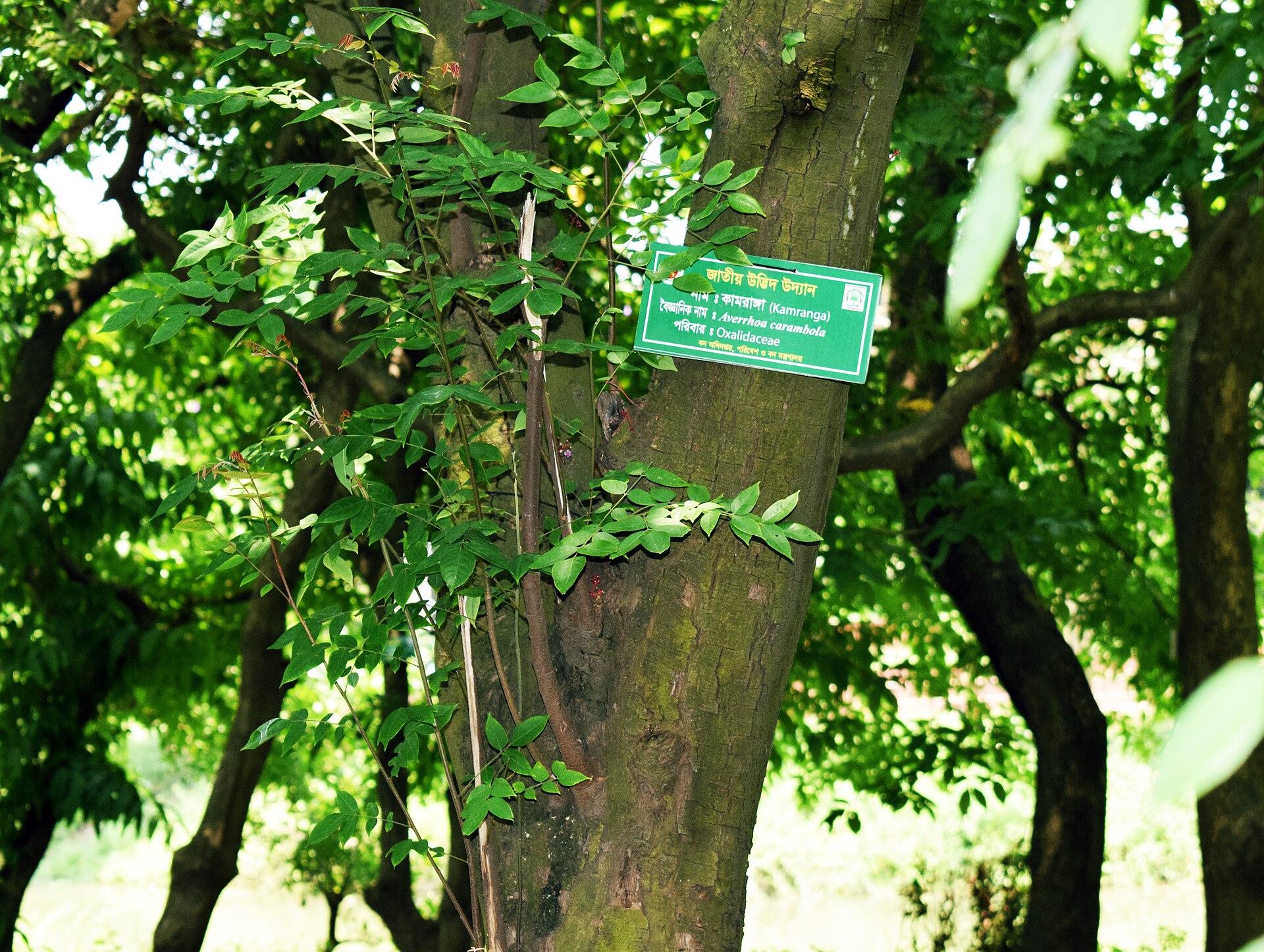 Averrhoa carambola