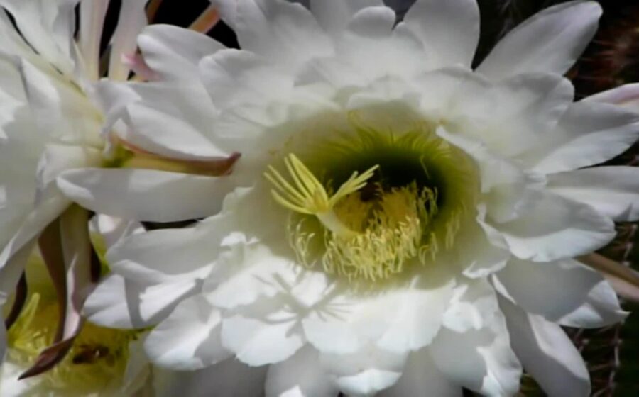 Bees on Peruvian Torch cactus (Echinopsis peruviana). In this video, the original material has been stabilised.