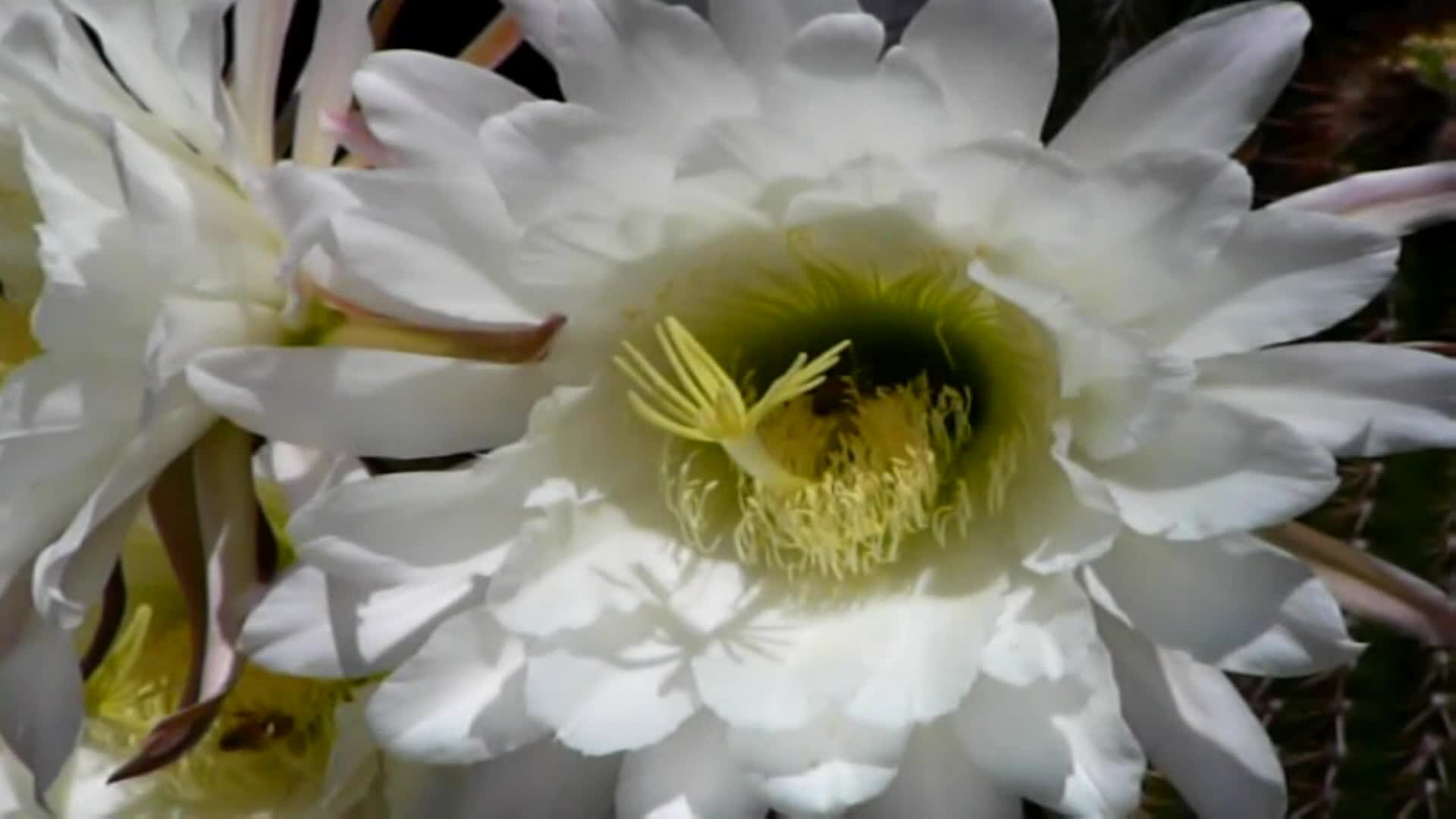 Bees on Peruvian Torch cactus (Echinopsis peruviana). In this video, the original material has been stabilised.