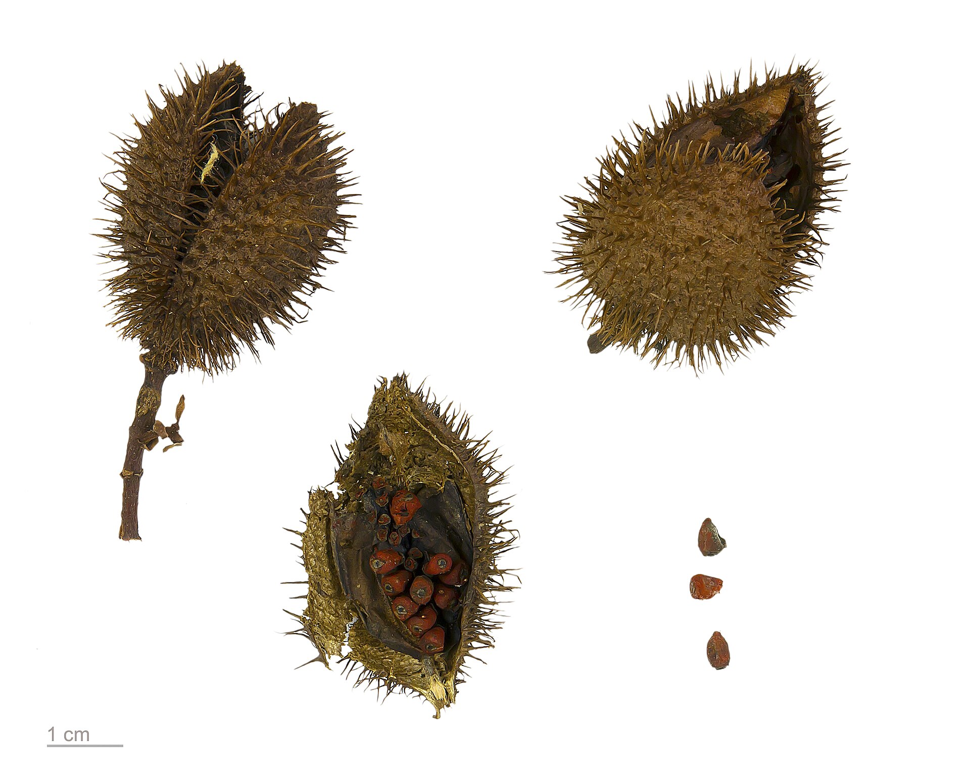 Bixa orellana, Achiote, seeds