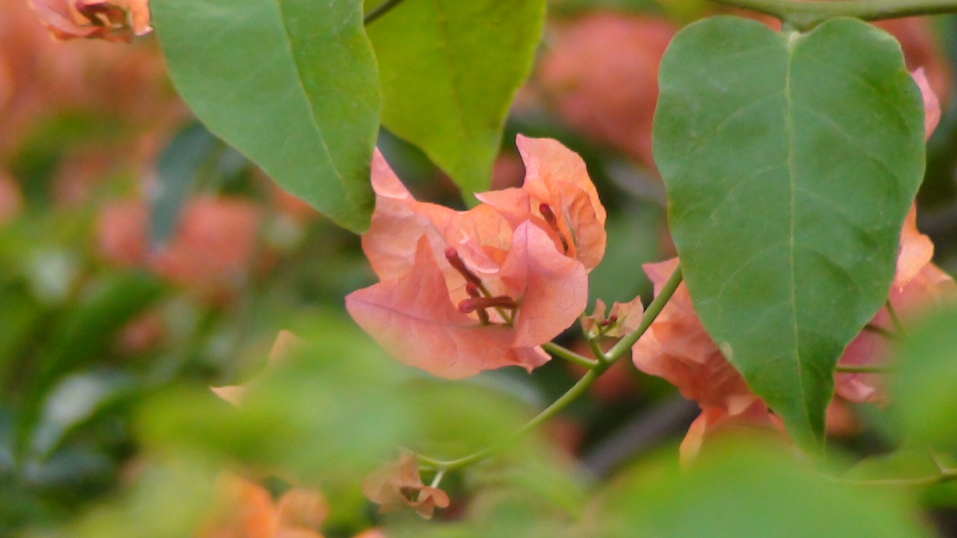 Bougainvillea