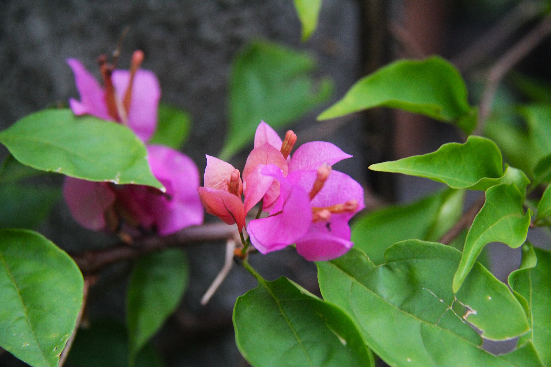 A Bougainvillea plant photographed in Borongan City, Philippines.