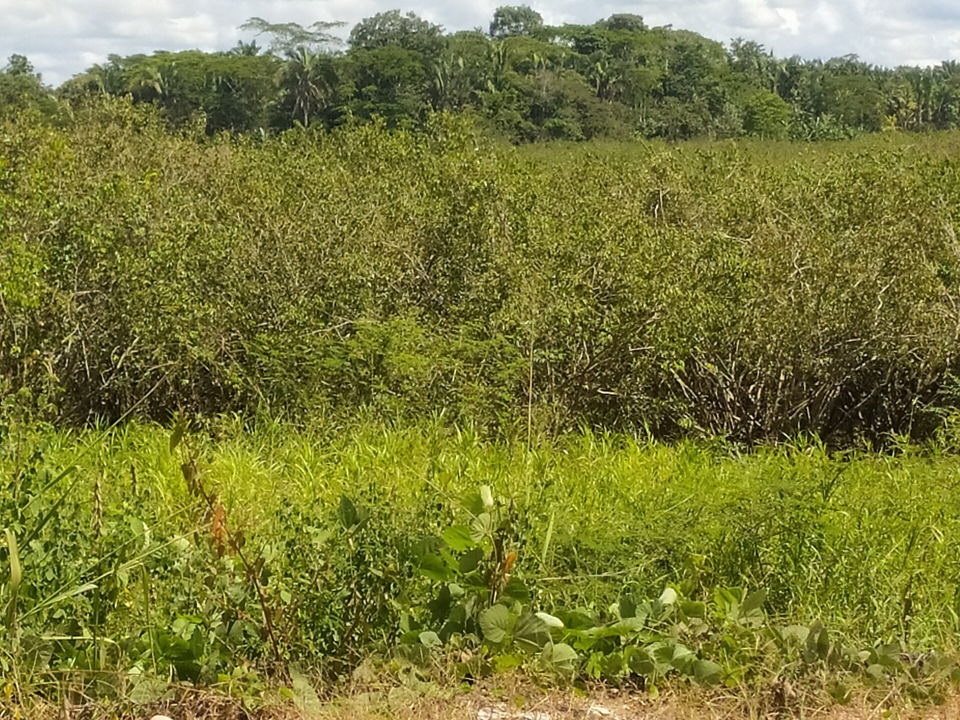 Esta fruta sembrada en la tierra amazónica, fuente de ingreso para el pueblo shipibo, como también otra frutas, estos llegan a todos los mercados de ucayali, este sembrío tiene una resistencia a las inundaciones, esta planta no se pierde a pesar que llegan las inundaciones pues es climatológicamente es resistente, es un buen producto que da a muchas familias estabilidad económica.