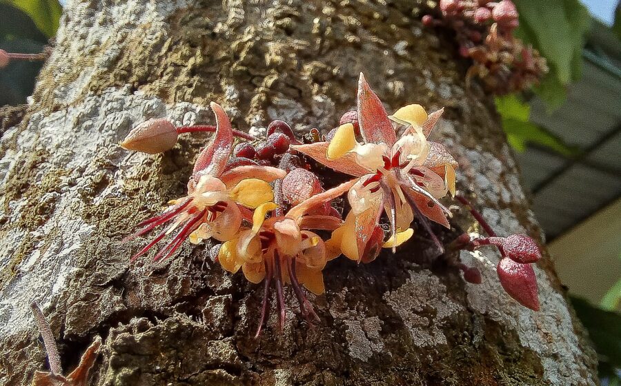 Close-up of a cacao (Theobroma cacao) flowers growing on cacao tree trunk at Cau chocolate village Bali.