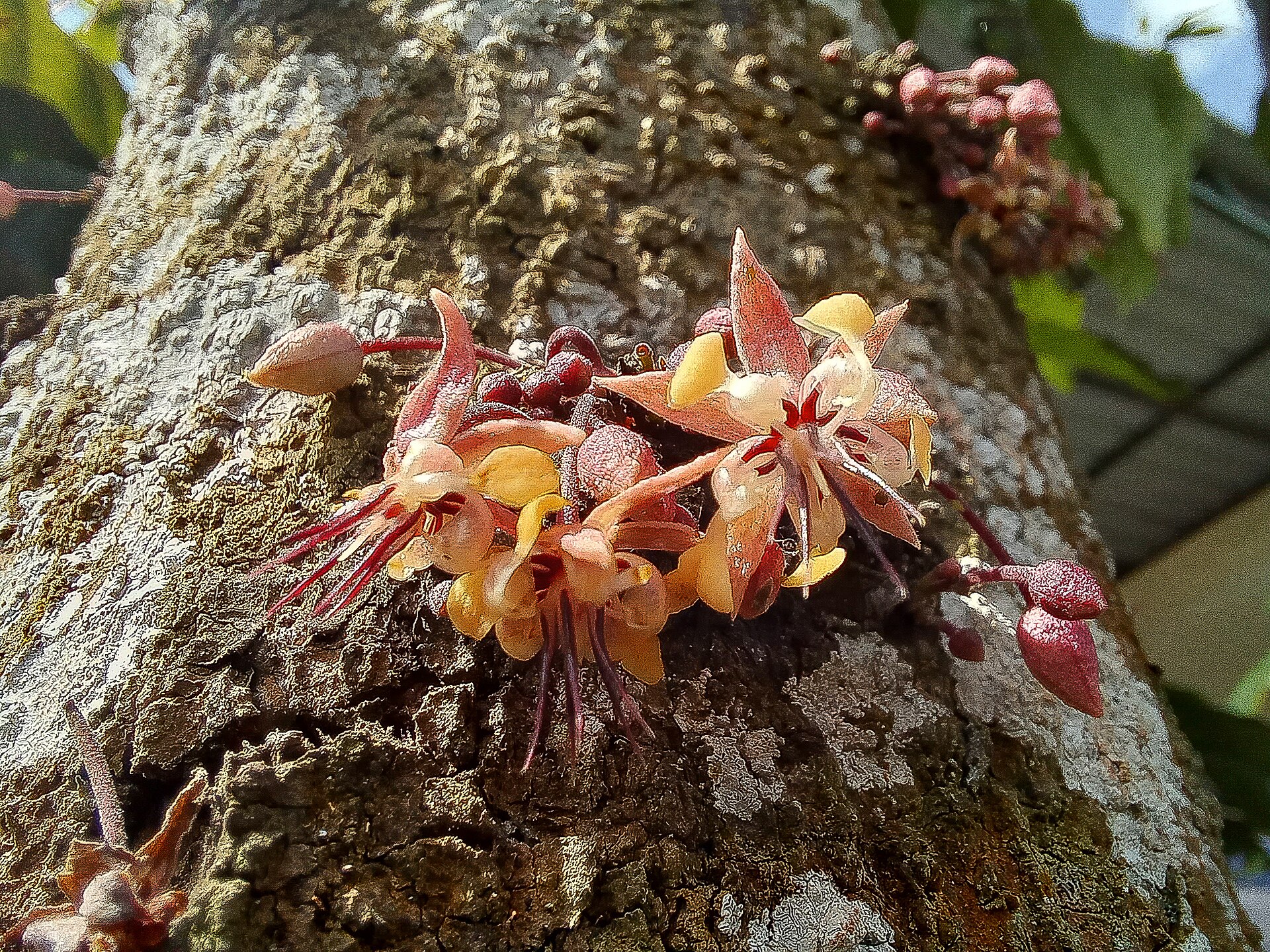 Close-up of a cacao (Theobroma cacao) flowers growing on cacao tree trunk at Cau chocolate village Bali.
