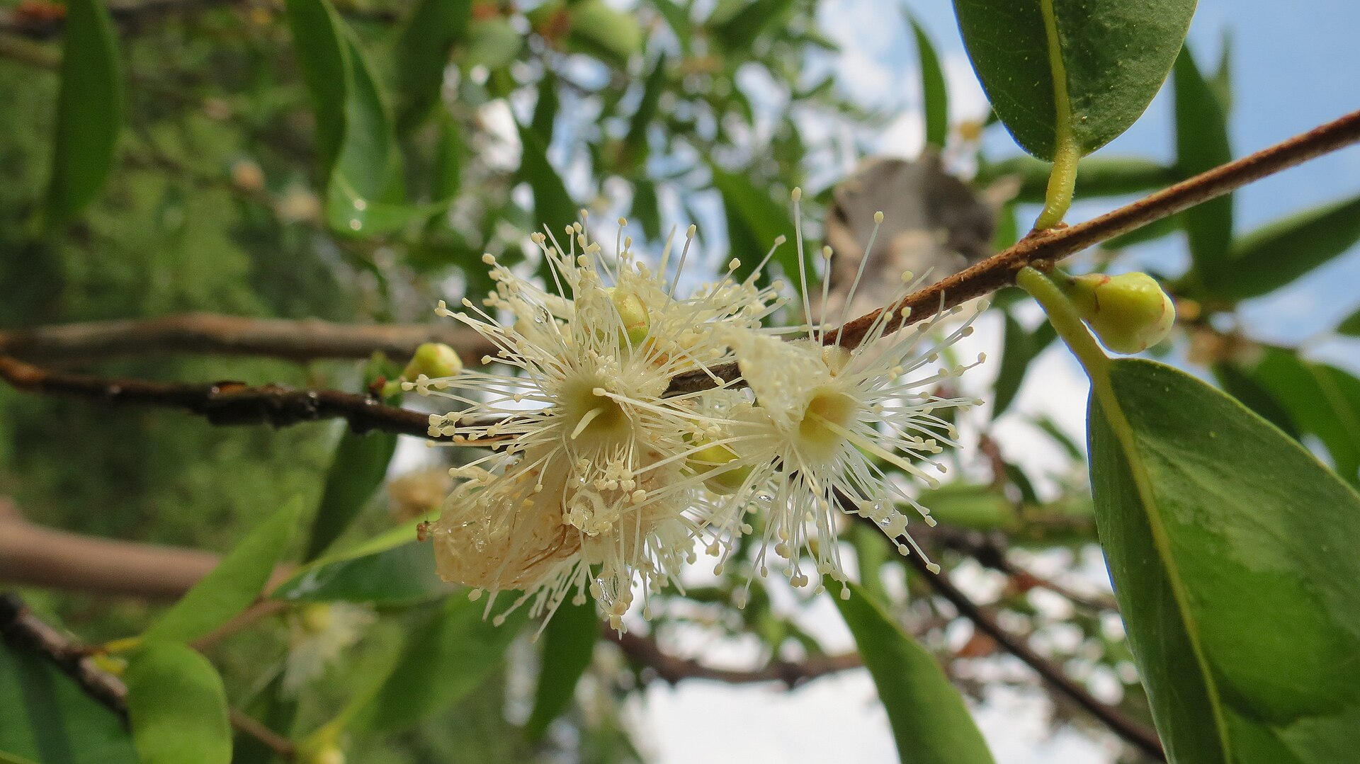 Myrciaria dubia, popularmente conhecido como camu-camu, da família Myrtaceae.