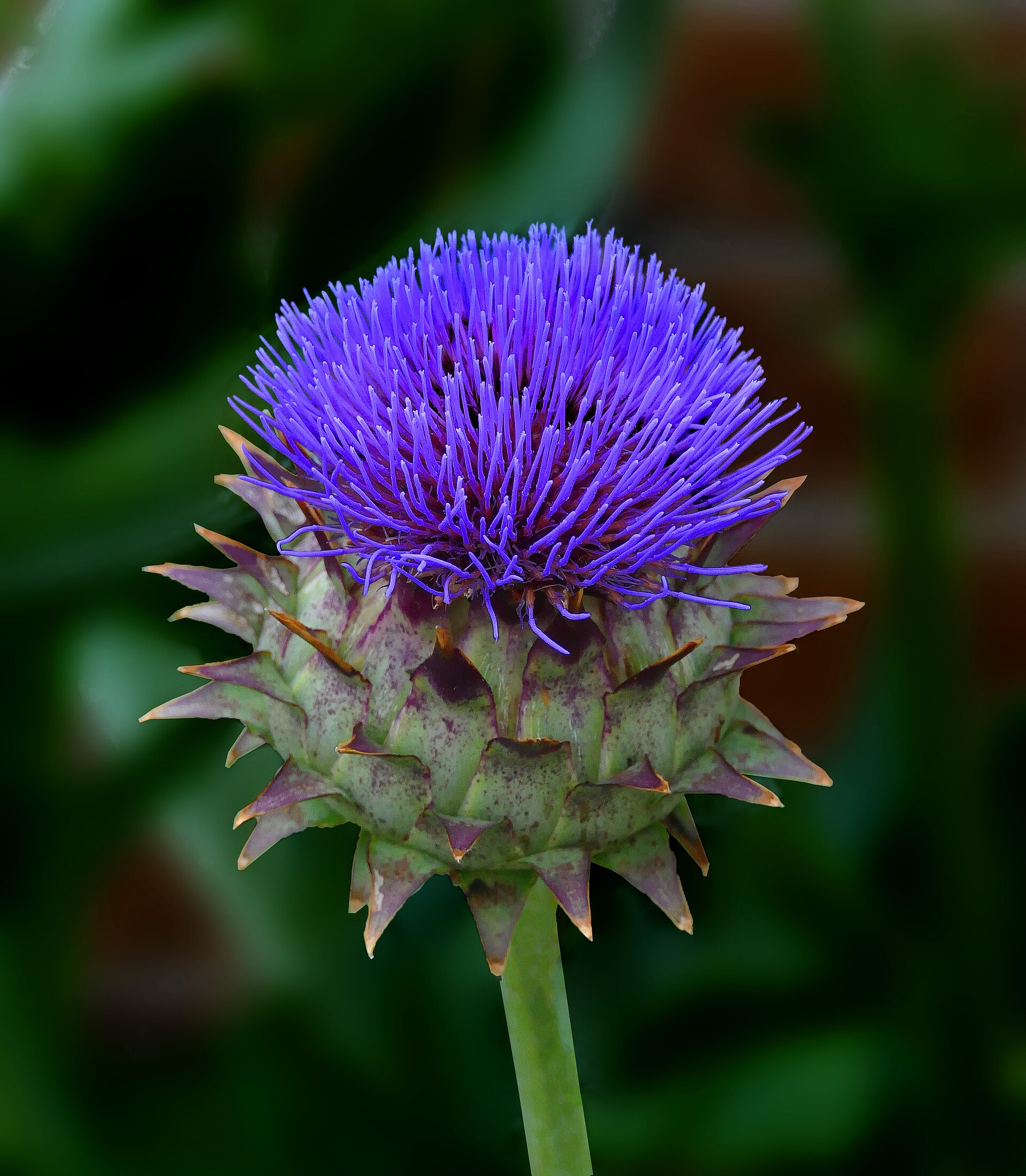 Cardoon -- Cynara cardunculus Also called the artichoke thistle or globe artichoke, it is a thistle in the sunflower family. The bud is about 4" in diameter. This sculptural plant received the Royal Horticultural Society’s Award of Garden Merit. It is native to the western and central Mediterranean where it was domesticated in ancient times and still occurs as a wild plant. It could be considered an ornamental edible as the blanched stems can be eaten, although doing so would ruin the appearance of the plant. Cardoon, with an artichoke-like flavor, was popular in ancient Greek, Roman, and Persian cuisine, and through the medieval and early modern periods in Europe, as well as in colonial America.