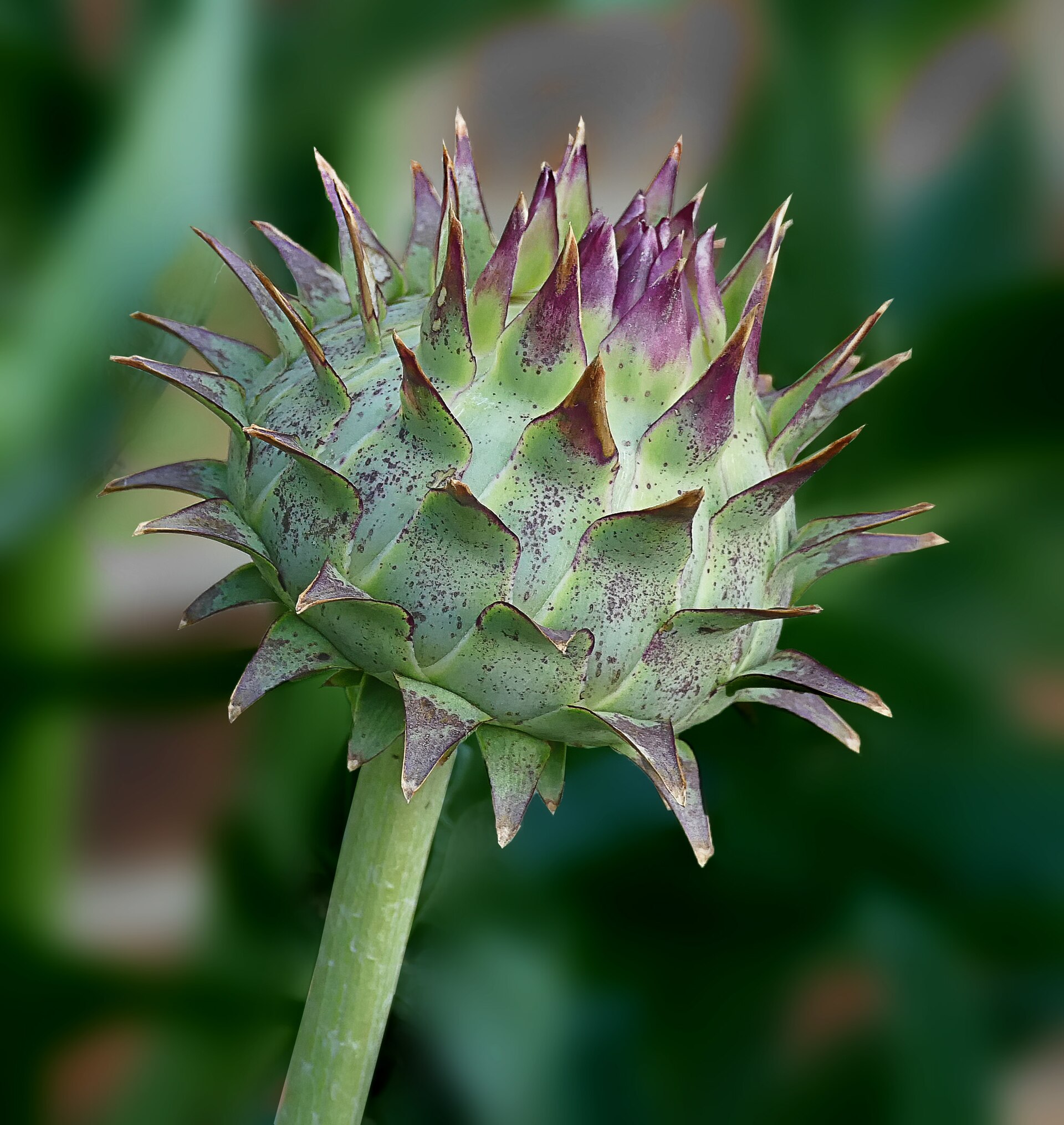 Also called the artichoke thistle or globe artichoke, is a thistle in the sunflower family. The bud is about 4" in diameter. This sculptural plant received the Royal Horticultural Society’s Award of Garden Merit. It is native to the western and central Mediterranean where it was domesticated in ancient times and still occurs as a wild plant. It could be considered an ornamental edible as the blanched stems can be eaten, although doing so would ruin the appearance of the plant. Cardoon, with an artichoke-like flavor, was popular in ancient Greek, Roman, and Persian cuisine, and through the medieval and early modern periods in Europe, as well as in colonial America.