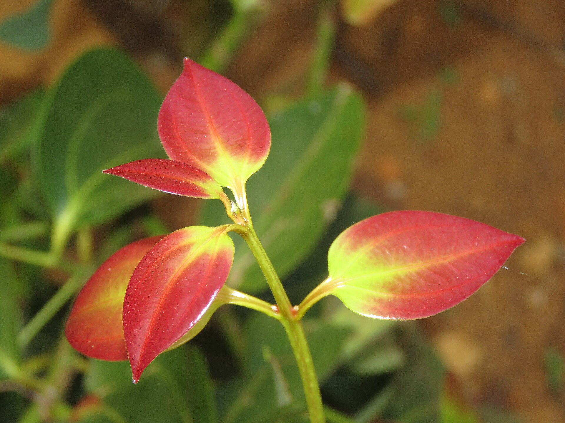 Photos by Vinayaraj