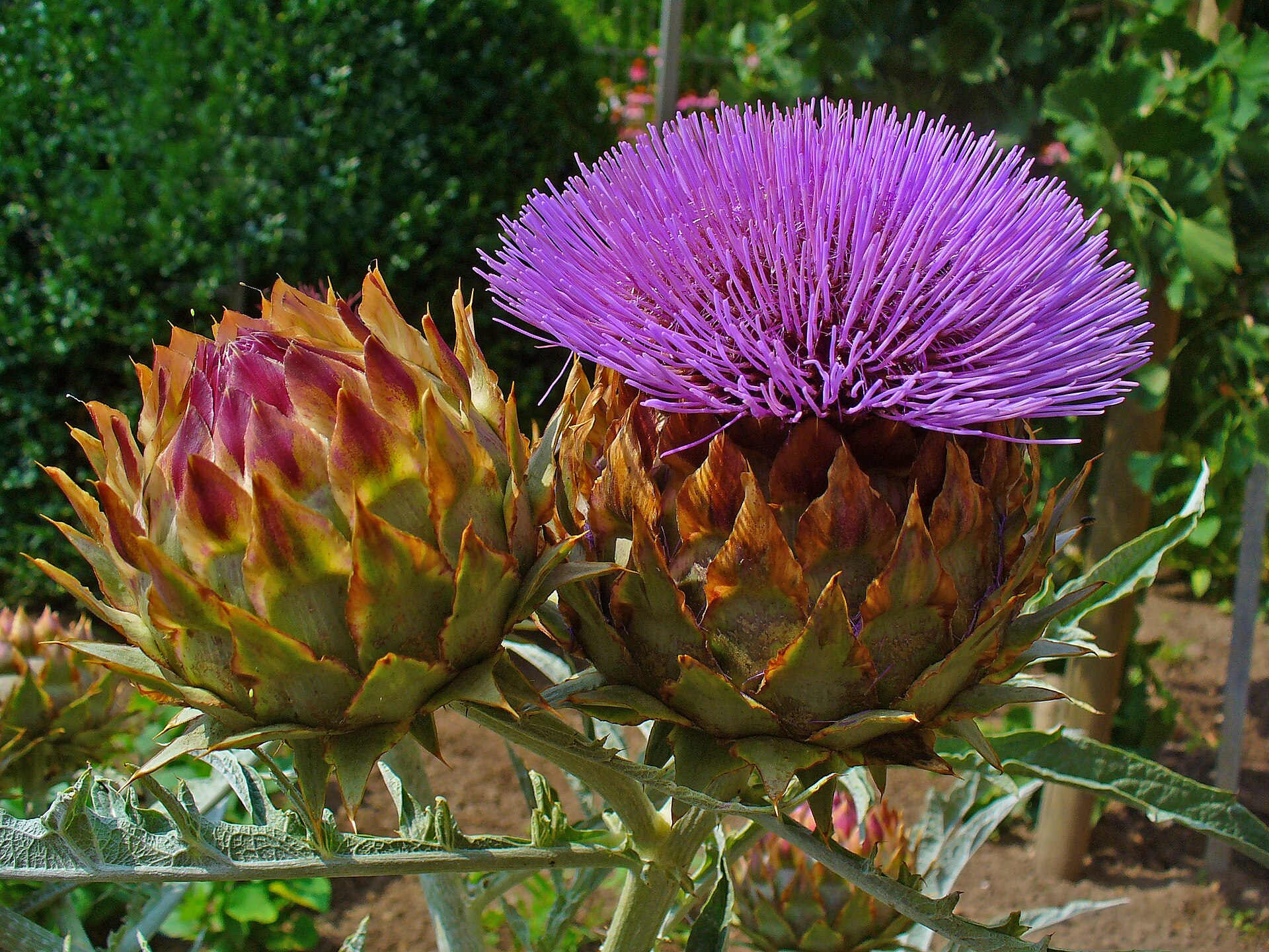 Globe Artichoke, bud and inflorescence. Karlsruhe, Germany.