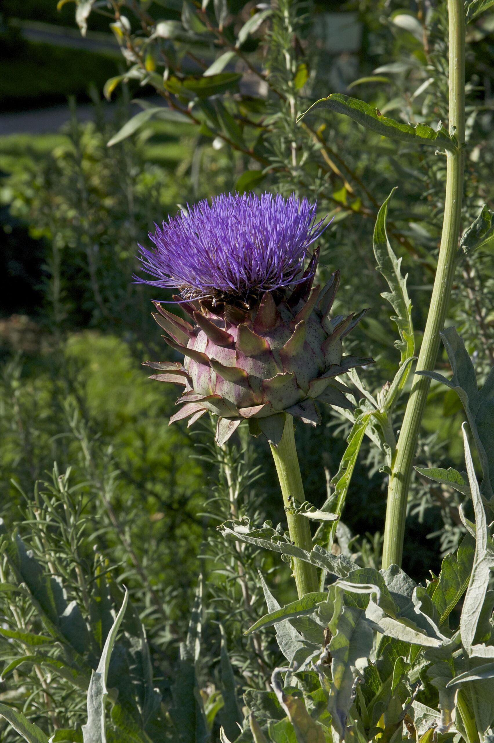 A flowering globe artichoke, Cynara scolymus. Jardin des Plantes, Paris.