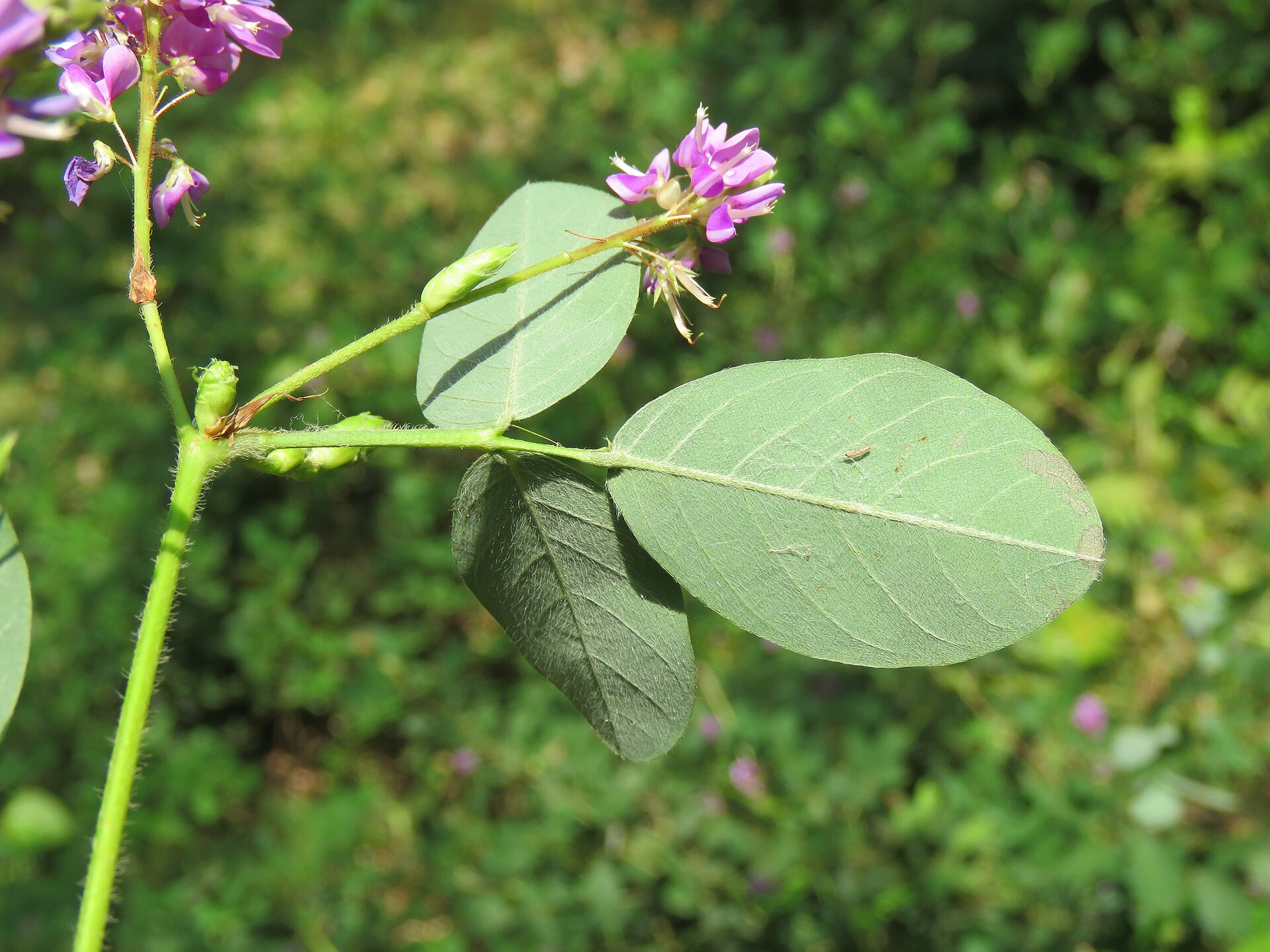 Photos from Peravoor - by Vinayaraj